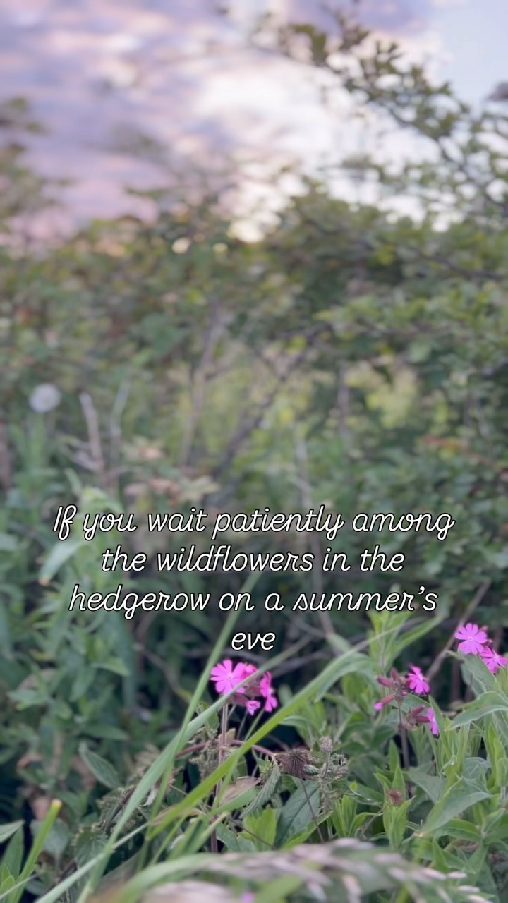 My early morning and late evening walks mean I’m becoming familiar with the haunts of my beloved hares. Standing still and silent I get to watch them play and feed and fight. Mostly I keep my phone in my pocket so I can be fully present but occasionally I can’t resist capturing the moment. #hares #haresofinstagram #spiritanimal #blueskybodymind #joyful