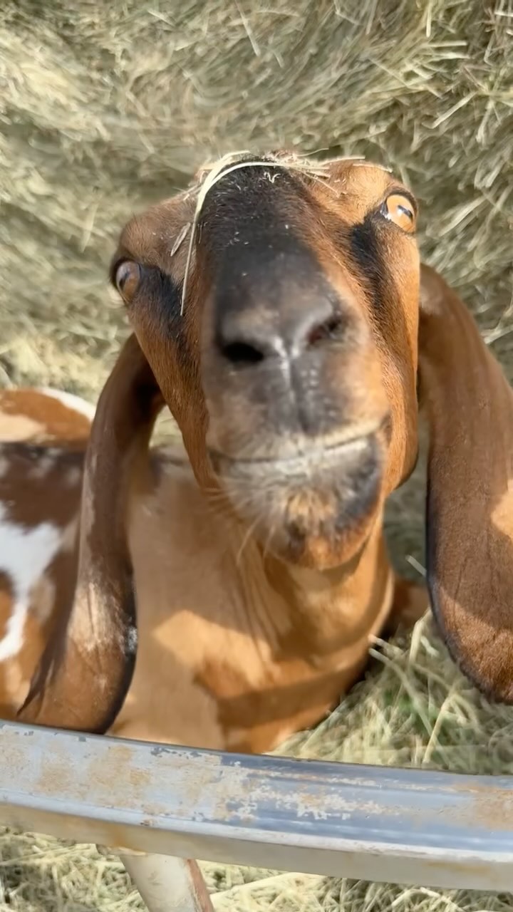 Yum yum munching on some hay! Silly Ivy. Wait till the end! That love tap! 😆
.
.
#dairygoats#mininubians#nigeriandwarfgoats#hangingwiththegoats#westtexas#andrewstexas#milkgoats#dairyherd#alpharanch#farmher#goatlife#dairygoatstexas#goatfarm#mdga