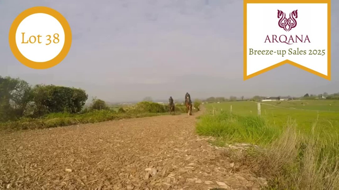 ⭕Lot 38 - Acclamation ex Dansky (Dansili) @arqana_deauville Breeze-up sales on Saturday 10th May.
This big galloping filly is both scopey and strong, her gallop covers ground at speed. This will be the penultimate opportunity to secure a daughter of the legendary Acclamation from @rathbarrystud. @brzups