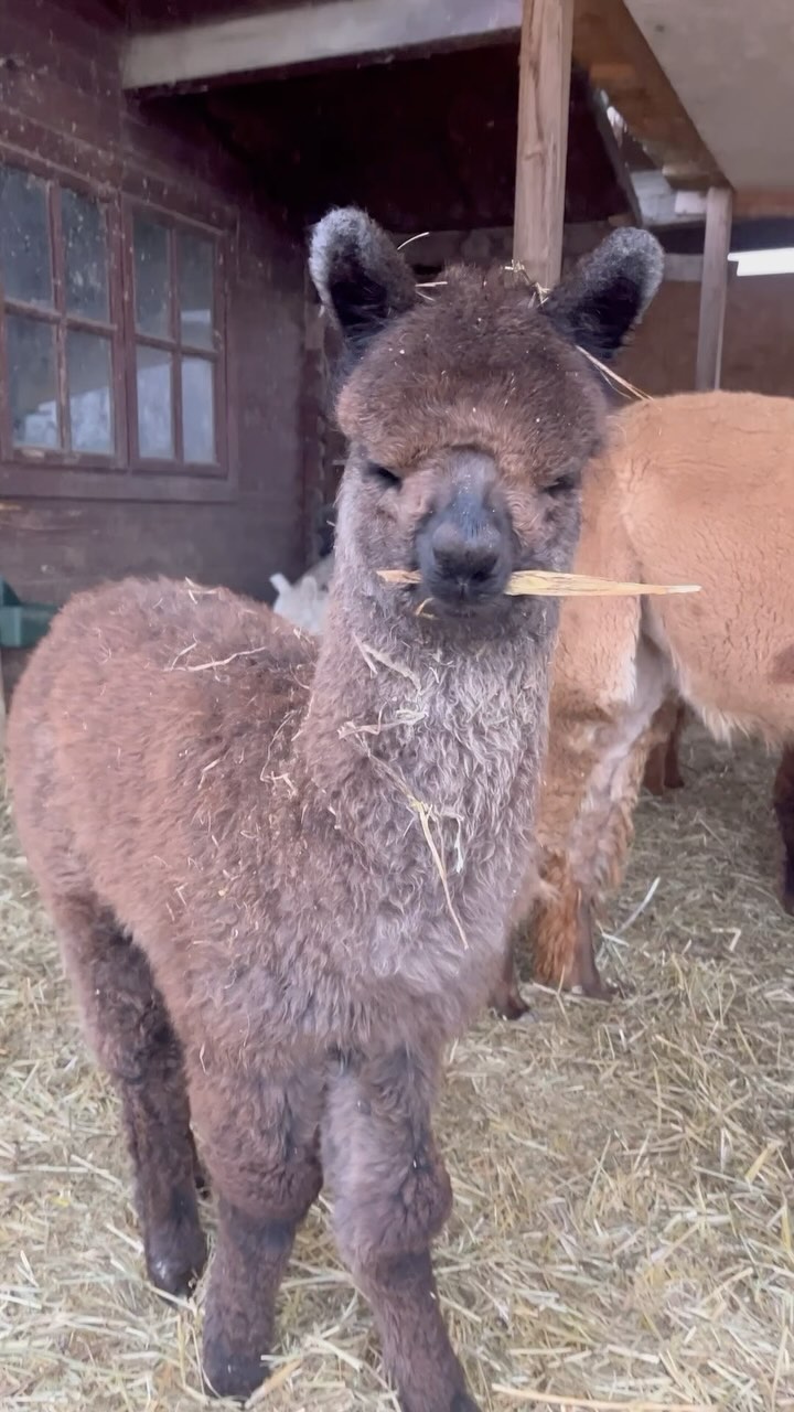 Vilma 💜
#alpaca #alpacas #alpacalove #alpacalover #alpacafarm #allevamentoalpaca #alpacalife #babyalpaca #alpacaofinstagram #fattoria #campagna #urbino #pesaro #fano #marche #emiliaromagna #cattolica #rimini #bologna #passeggiateconalpaca