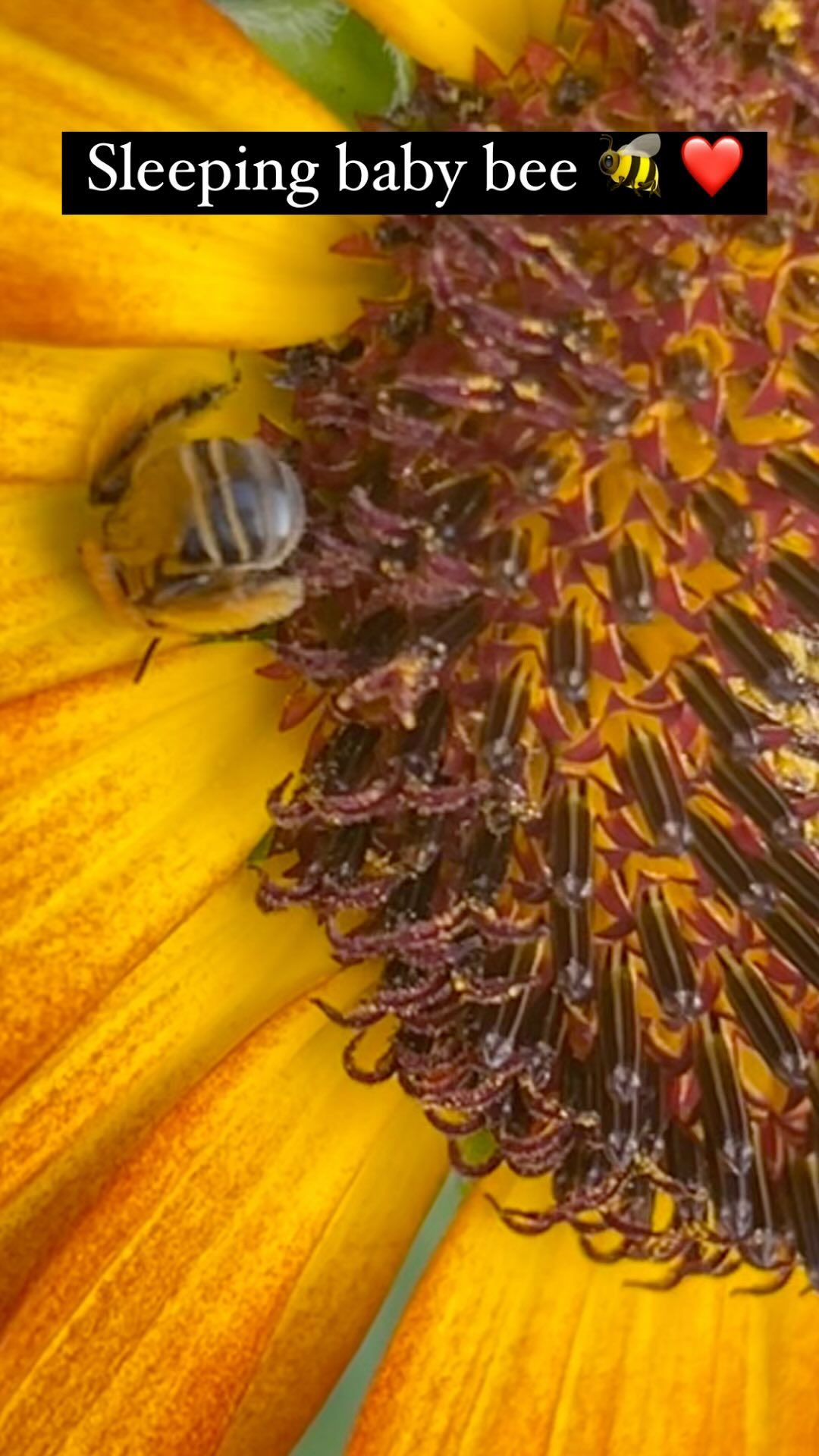 Awwww baby bee spotted curled up and sleeping ❤️ the little things in life..
#bee #lovelife