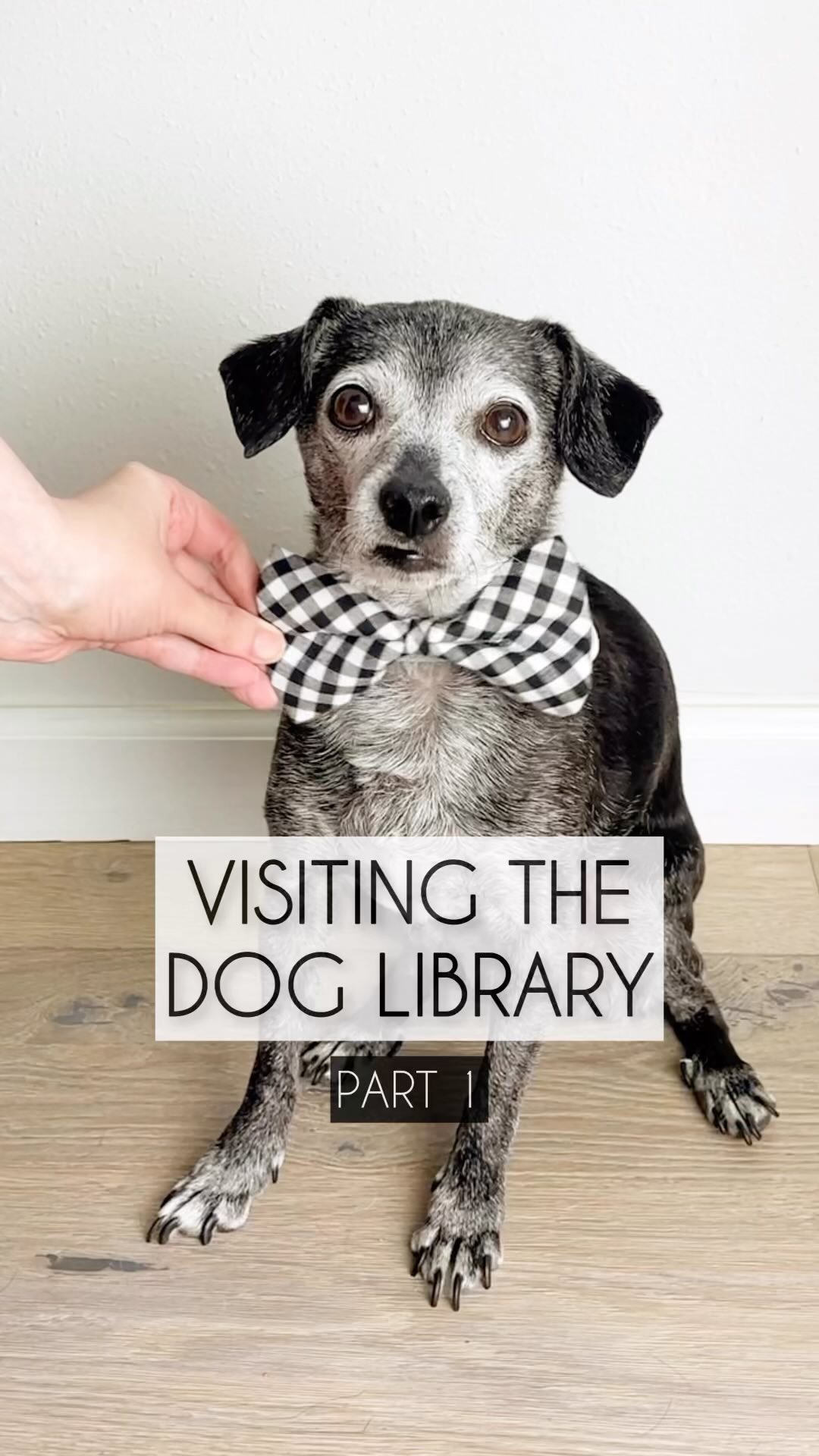 It’s the 1 year anniversary of our dog library. 🎉To celebrate, we’re visiting with a few new goodies. This is part 1. Stay tuned for part 2. #doglibrary #seniordog #wesandersonstyle #cutedogvideos #funnydog
