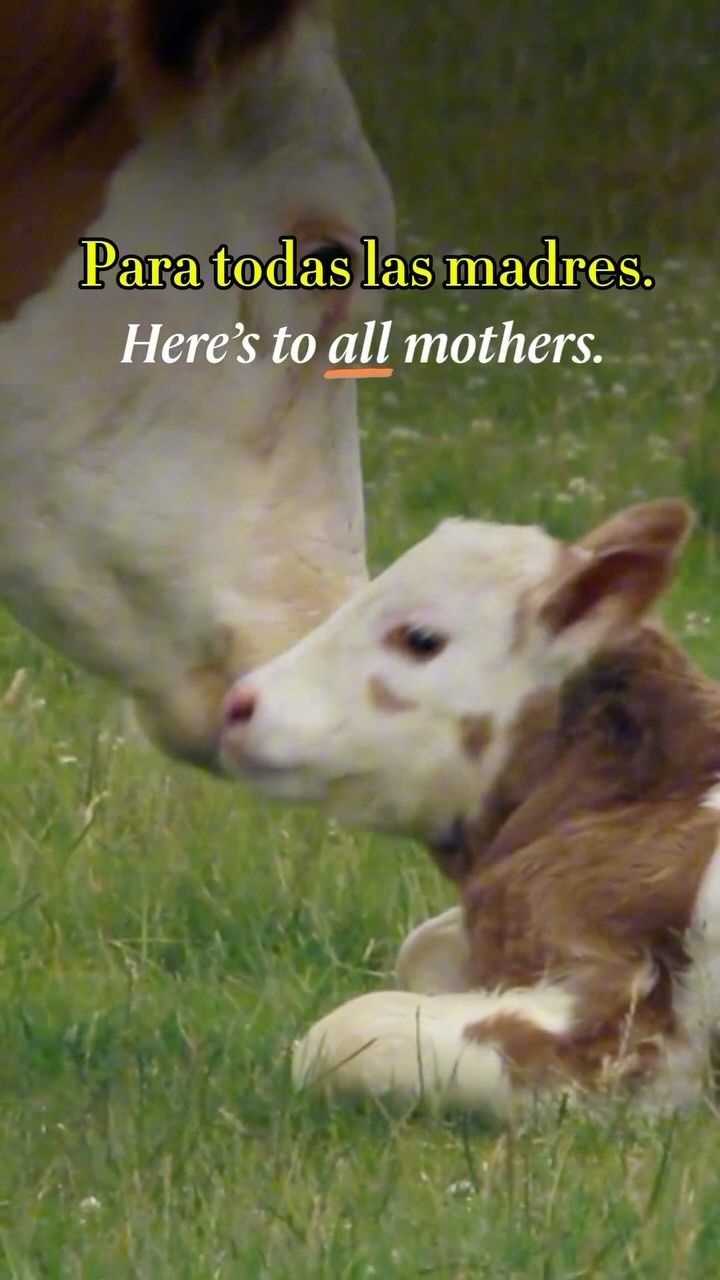 Here’s to all mothers. We see you.
💚
Para todas las madres. Estamos contigo.
Video by @animalsaustralia
Subtitles by @magicoflife.es
#mother #motherhood #mothersday #happymothersday #madre #diadelamadre