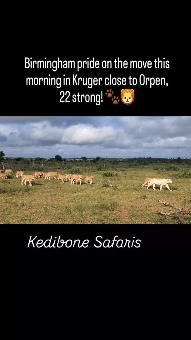 Birmingham pride on the move this morning in Kruger close to Orpen, 22 strong! 🐾🦁
#lions #birminghampride #krugermagic #krugernationalpark #predator #kedibonesafarifamily #big5 #lionpride #safari #krugertour #lovelions