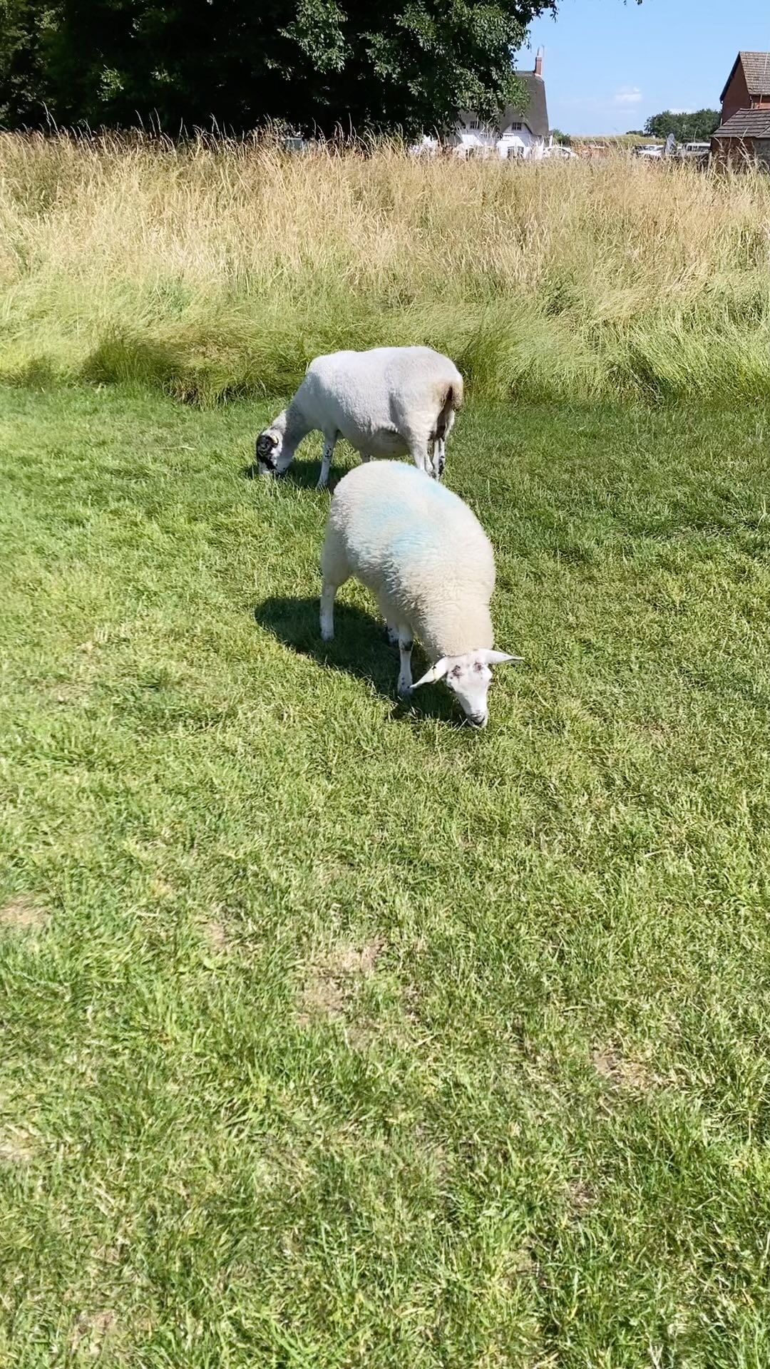 Weird day at Avebury Stone Circle today.
Minding my own business, just chewing the cud and then this guy drops in like he’s trying to go full on sky-outlander.
Odd stuff.
#sheep #skyman #stones