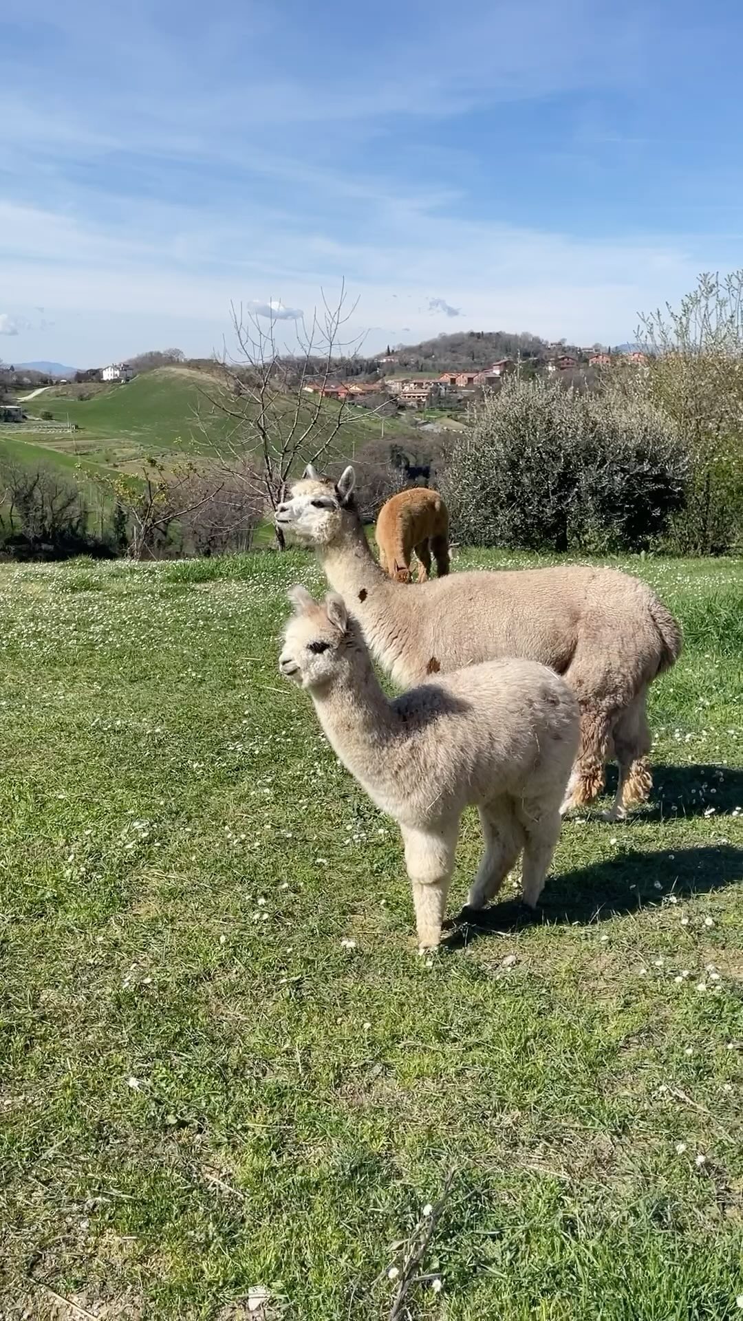 Aria di Primavera 🌸🐝
#alpaca #alpacas #alpacalove #alpacalover #alpacafarm #alpacaworld #alpacalife #alpacasofinstagram #natura #primavera #fioritura #animali #cuteanimal #sliceoflife #italia #montefeltro #urbino #fano #pesaro #ancona #marche cattolica #rimini #bologna #emiliaromagna #campagna #passeggiateconalpaca #agricolturabiologica #fattoria