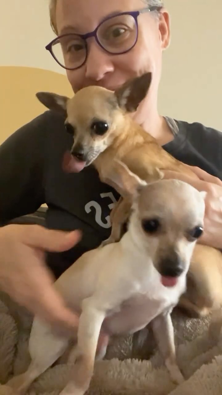 2 croissants always better than one.
.
.
.
#chihuahuacroissant #chihuahuasofinstagram #chihuahualovers #chihuahuarescue #chihuahuarescues