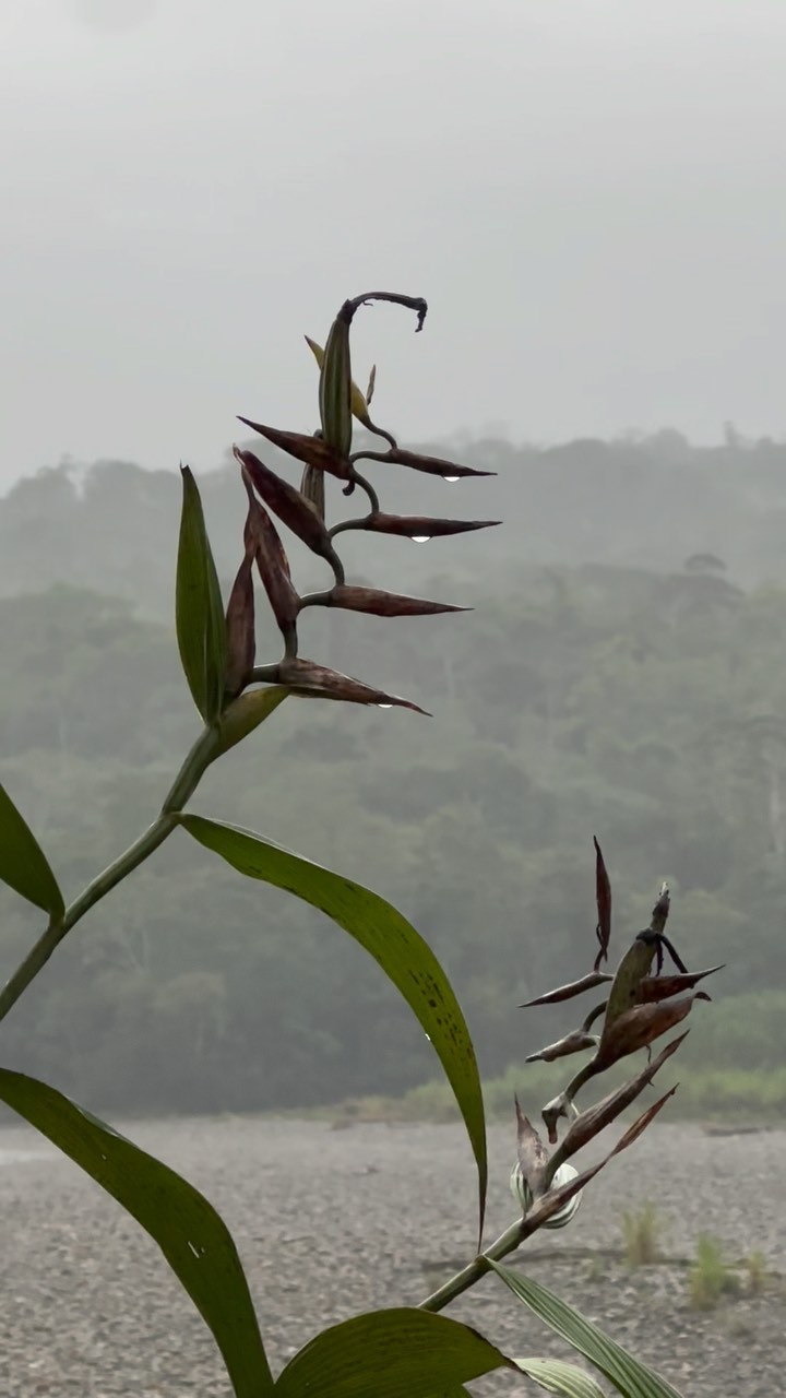 Tamia puncha🌊 slow rainy morning at Iyarina, along the banks of the Napu Yaku.