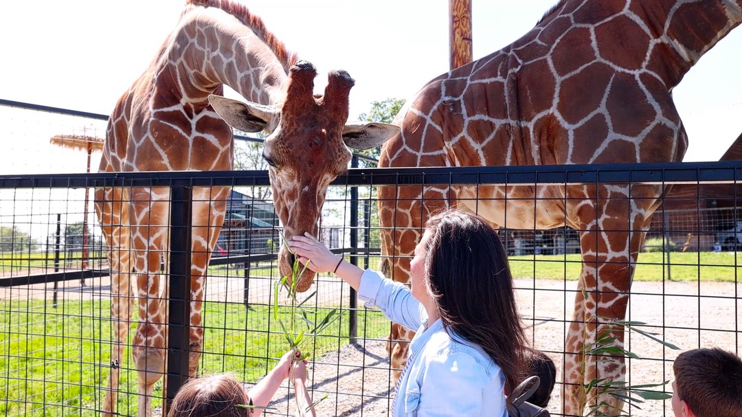 Experience the thrill of the wild from a whole new angle as Tennessee Drone Services takes you on an aerial adventure through Southland Safari. But why stop there? Let us bring the same captivating perspective to your business with a stunning promo video that showcases your unique offerings in an unforgettable way.
#SouthlandSafari #DroneAdventure #WildlifeFromAbove #AerialExploration #TennesseeDroneServices #NatureInMotion #SafariExperience #ExploreTheWild #AerialSafari #UnforgettableViews #PromoVideo