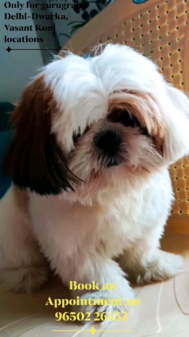 Experience the stress free home grooming services for your pet. Our goal is to give your pet a good hair cut or keep them comfortable while serving which makes them happy.