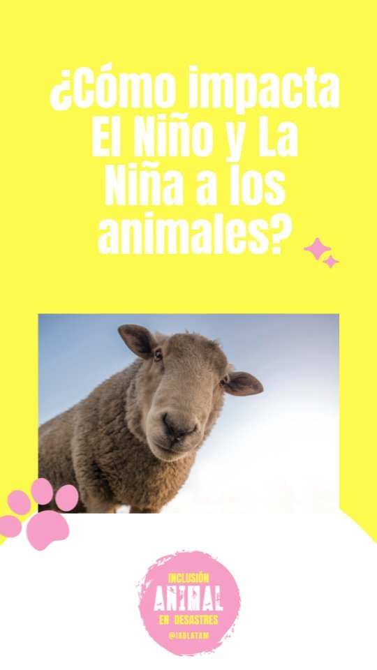 La fauna silvestre está expuesta a riesgos particulares dado que son vulnerables a ciertas enfermades y viruses presentes en personas y animales domésticos.
Fenómenos naturales como el Niño y la Niña que impactan el comportamiento tradicional de estos animales, muchas veces los acerca a asentamientos humanos exponiendolos así no sólo a nuestros viruses sino a carreteras, cazadores, tráfico ilegal, y nuestras mascotas.
.
Estos riesgos también aumentan en contexto de desastres como los incendios e inundaciones.
.
.
.
#animalesendesastres #iad #iadlatam #inclusionanimalendesastres #inclusionanimal #cuidadoanimal #ningunanimalsequedaatras #animal #animallovers #animals #amor #ayuda #proteccion #conservacion #educacion #desastres #desastresnaturales #latina #cambioclimatico #refugioanimal #santuarioanimal #caribe #petsofinstagram #plandemergencias #americalatina #elniño