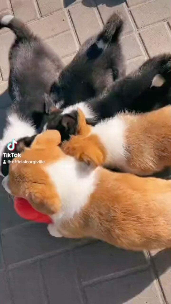 Who let the puppies out … 👀🐾
•
•
Follow 👉 @officialcorgiville 🐶
•
•
Follow 👉 @officialcorgiville 🐾
•
•
•
Follow us for more corgi content 📸
•
•
Comment/Tag a friend who needs to see this 💝
.
.
.
.
.
#corgistagram #puppylove #pembrokewelshcorgi #corgidog #corgidaily #corgicommunity #dog #corgilovers #corgilife #corgiworld #corgination #corgiplanet #corgilove #corgigram #corgis #dogs #cute #corgifeed #corgibutt #welshcorgi #corgilover #corgioftheday #myfavcorgi #corgiaddict #dogsofinstagram #corgipuppy #dogstagram #puppiesofinstagram #corgisofinstagram #puppy