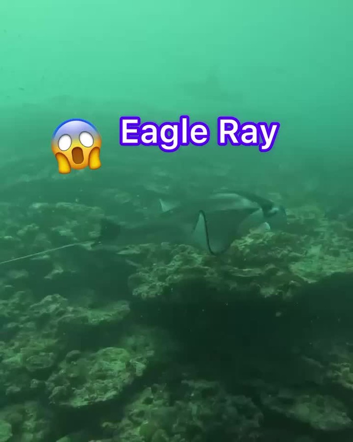 Nature is the greatest teacher—watch closely, and everything makes sense.
Our dive began with the rare and breathtaking sight of an eagle ray gliding effortlessly through the water—a true gift from the ocean! And just when we thought it couldn’t get any better, we arrived at a manta ray cleaning station, where these gentle giants instinctively know where to go for care and renewal.
At these special underwater havens, tiny fish and crustaceans remove parasites and dead skin, creating a perfect example of harmony in the ocean. Some manta rays even remember their favorite spots! It’s incredible to witness their trust and the effortless balance of nature. 🐟
Gratitude to @misterguss my dive buddy, for always checking in to make sure I was 'okay.' 🙏 make sure to check out his feed for more amazing videos
Maldives Yoga Adventure, what an adventure it was...
.
.
.
.
.
#EagleRaySighting #MantaRayMagic #OceanHarmony #NatureKnowsBest #UnderwaterWonder #GratefulMoments #WildlifeWisdom #ExploreMore #NatureLover #MantraOfTheSea
.
.
.
.
.
.
@romack00 @southbaylymphatictherapy @california_zen_lady @misterguss @linkofhearts @cakepantsunicorn @jerrycaribe @elliott.trvl @justpressone @spinsderella @u_megan_me_shine @ldemattia57
#MaldivesMagic #ClearBlueWater #KundaliniJourney #OceanHealing #YogaEscape #Kundalinistrong #dreamlife #livingmybestlife #youcandoittoo #manifestationpower #liveyourdreams #SatNam