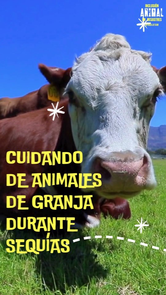 Los animales de granja no deben ser explotados ni maltratados, es posible proveerles de una vida plena en las cuales sus 5 libertades básicas se cumplan. Por esto, es necesario que se incluya el planeamiento de operaciomes bajo condiciones de clima extremo como las sequías.
.
En este reel comparto consejos importantes que deberían ser la base de las operaciones, sin embargo, para estar más completo es necesario incluir un Plan de Evacuación (lo consigues en mi perfil) porque a veces las sequías duran más que la capacidad que tienen las granjas de sobrellevarlas de forma responsable.
.
En el caso de granjas en particular, es posible contar con asistencia gubernamental para ejecutar la evacuación animal y tener un Plan facilitará el proceso generando así la oportunidad de reducir el estrés para los animales.
.
.
.
#animalesendesastres #iad #iadlatam #inclusionanimalendesastres #inclusionanimal #cuidadoanimal #ningunanimalsequedaatras #animal #animallovers #animals #amor #ayuda #proteccion #conservacion #educacion #desastres #desastresnaturales #latina #cambioclimatico #refugioanimal #santuarioanimal #pets #wildlife #petsofinstagram #plandemergencias #life #humanitarian #desarrollo #mascotasfelices #americalatina