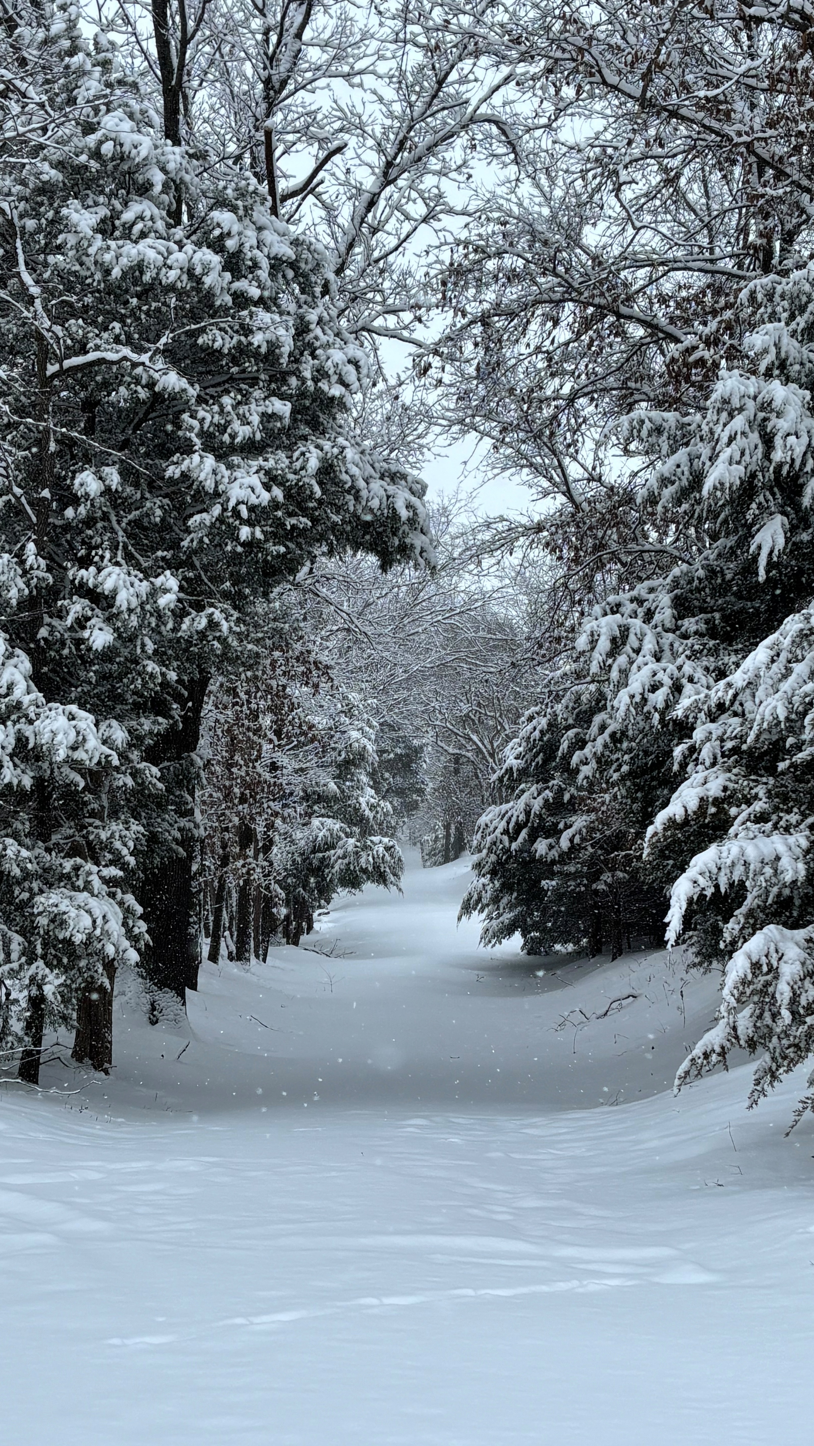 ❄️ Winter is a season of stillness and beauty-a reminder that even in the coldest moments, life continues to flourish beneath the surface. &Just as the earth rests, we can embrace this time to nurture ourselves and find strength in the quiet.
💭The way we think shapes the way we
feel. Positive thoughts can calm our nervous system, ease tension, and help us approach challenges with resilience. When we focus on the beauty around us, even in winter’s chill, our bodies respond with warmth and peace.
🌎Yet, as we seek positivity and self-care, let’s hold empathy for those who may not have the resources or support to thrive this season. Many people, both worldwide and here at home, face struggles that make winter an especially difficult time.
🤍How can we extend warmth to
others?
• Offer genuine kindness through a smile, a message, or encouragement.
• Take time to listen and be present for someone who may be struggling.
• Donate, volunteer, or share what you have with those in need.
• Check in on loved ones, friends, or neighbors who might feel alone.
🫂Take time for self-care. Connect with those who uplift you. Celebrate small wins. And when you can, extend warmth to those who may need it most.
Let this season remind us of the power of hope, connection, and compassion.
How will you embrace winter and spread warmth today?❄️🤍
#CFT #Craniosacral #CST #BCST
#Fascia #WinterWellness #SelfCare #EmpathylnAction #NervousSystemSupport
#KindnessMatters