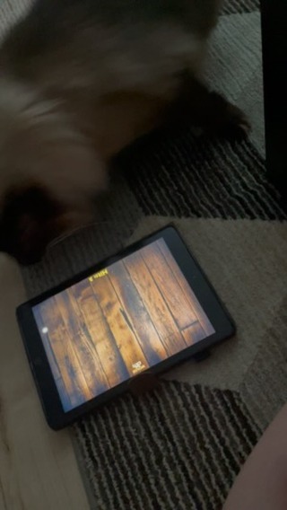 Playing mouse game with Pancho. His feet are too furry to activate the mouse 🤎#coolcatsofinstagram #coolcatsofyxe #saskcats #catsofsaskatoon #catcareyxe #catsitteryxe #catsofinstagram #petsitteryxe #saskatooncats #ragdoll #ragdollcat #ragdollworld