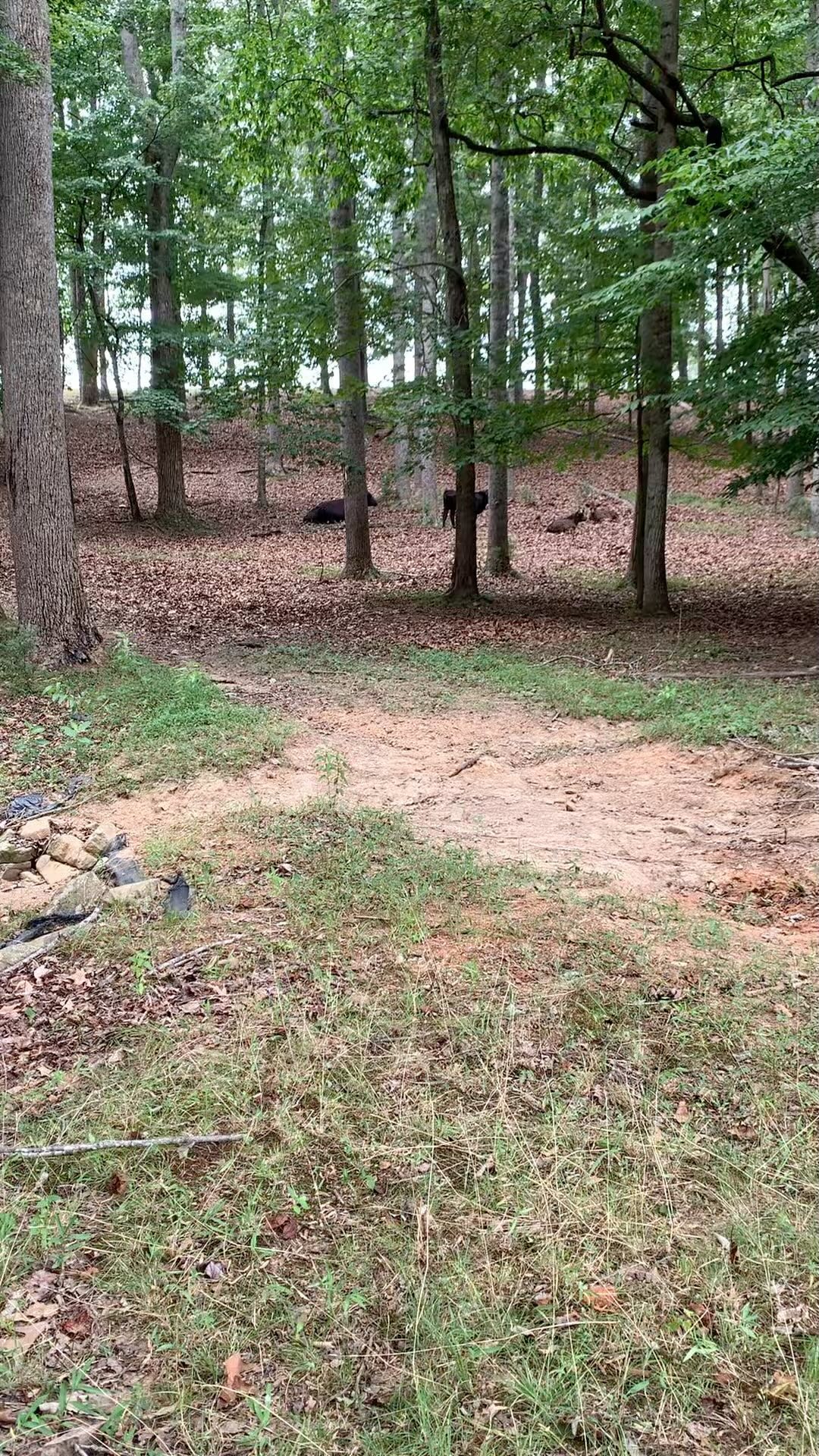 Good day for a nap at the creek.
#akaushi #americanakaushi #beef #americangelbvieh #clintscattle #cattle #gelbvieh #virginia