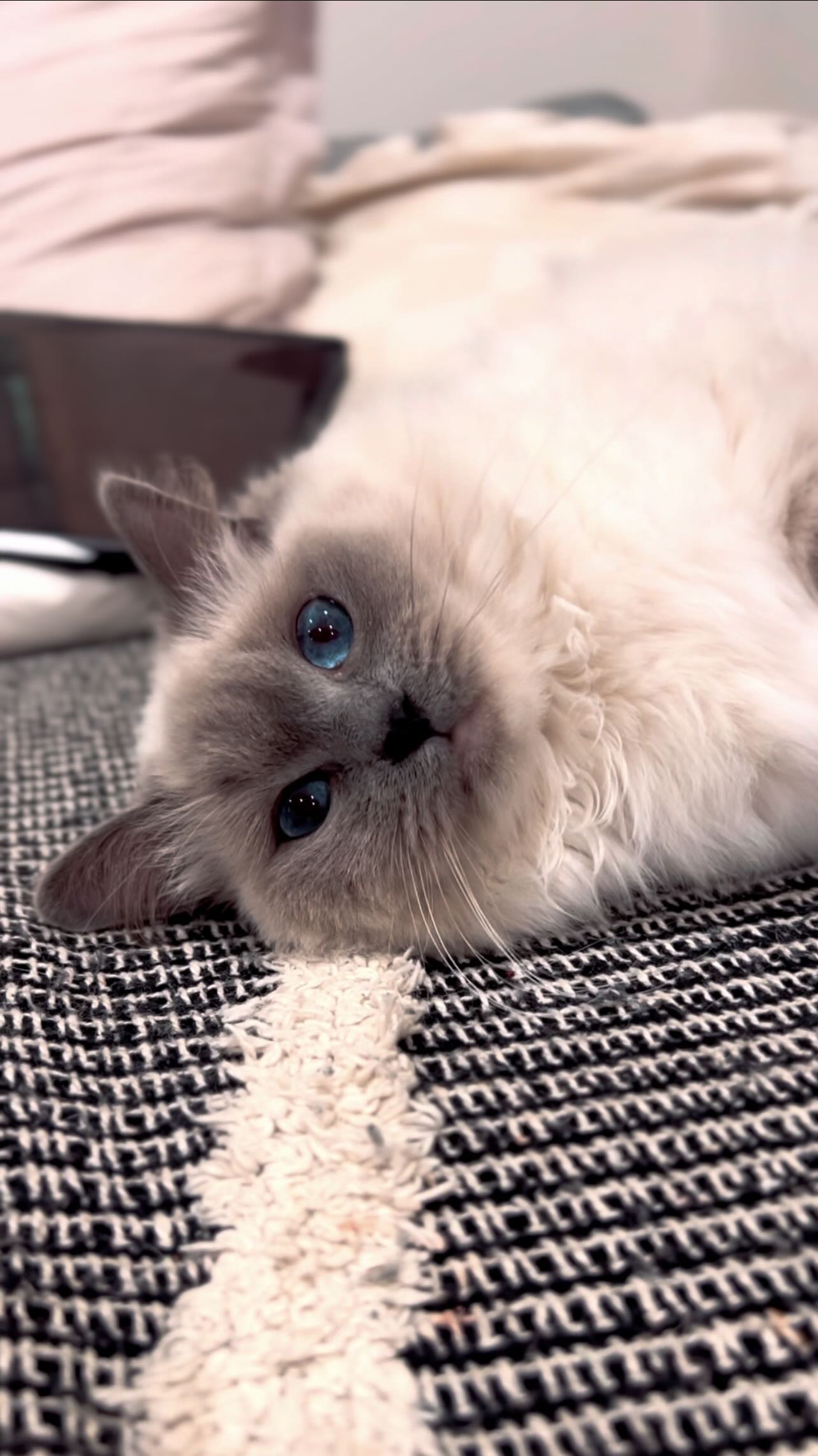 Our new Purrsace Secretary has been tasked to whip something up for our new family members. What’s in our kitten packs this time around? Only Lani knows.. 🤪🐾💕
#floofoftheday #catbreeder #ragdolllove
#catsofmelbourne #ragdollsmelbourne #ragdoll #catsofinstagram #ragdollkitten #ragdollkitty #catlover #kitten #ragdollcat #ragdollsofinstagram #catlife #catoftheday