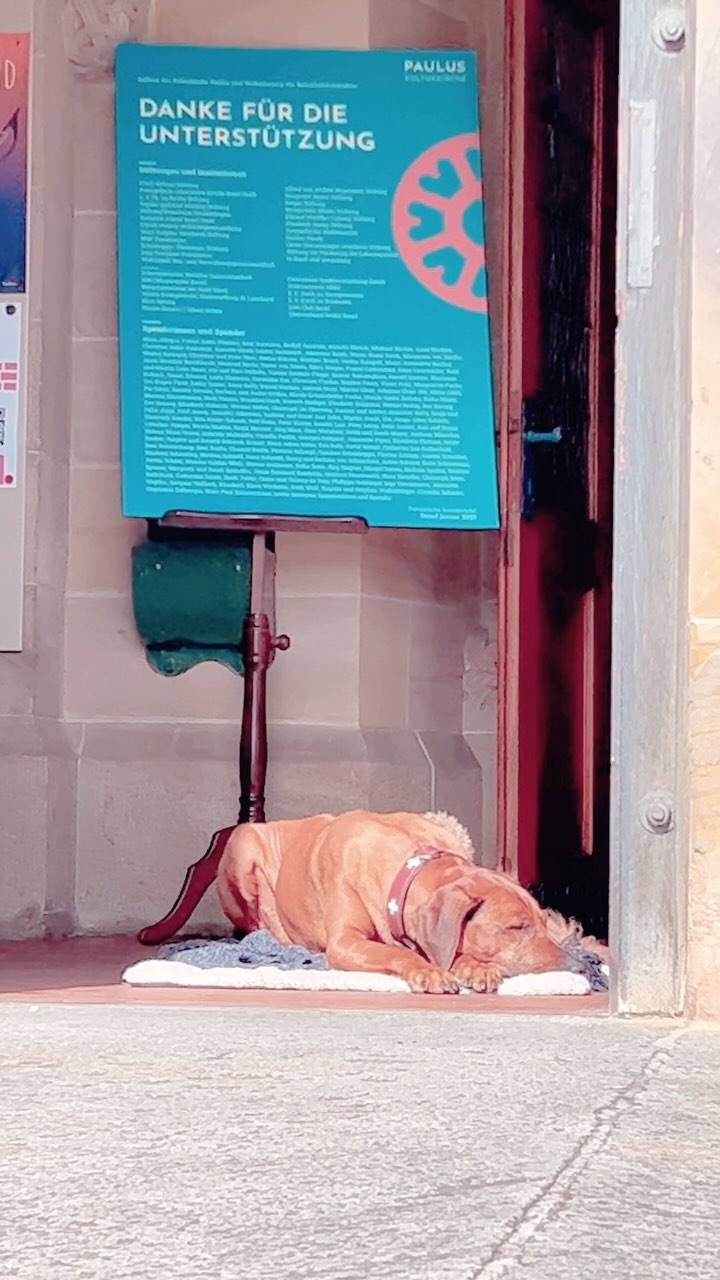 this doggo is just a vibe 🐶😴 #morning #sun #yawn #chill #mood #goodvibes #coffee