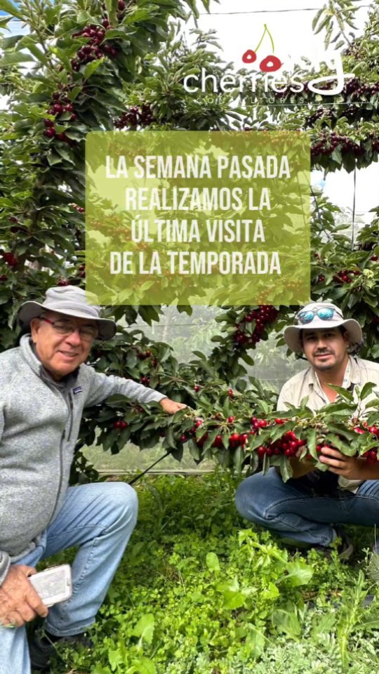 Los productores de cerezas más australes del mundo enfrentaron una temporada desafiante. Trabajaron arduamente para poder hacer frente a las dificultades y hoy cosechan todo ese esfuerzo. Alta producción y óptima calidad de fruta. Felicitaciones y a seguir trabajando!
#cherry #cherries #chileagricola #agrochile #agronegocio #cerezas #cerezo #cherryblossom #smartcherry #redagricola #campochileno #agricultura #revistadelcampo #mundoagro #agronomia #agro #agroquimicos