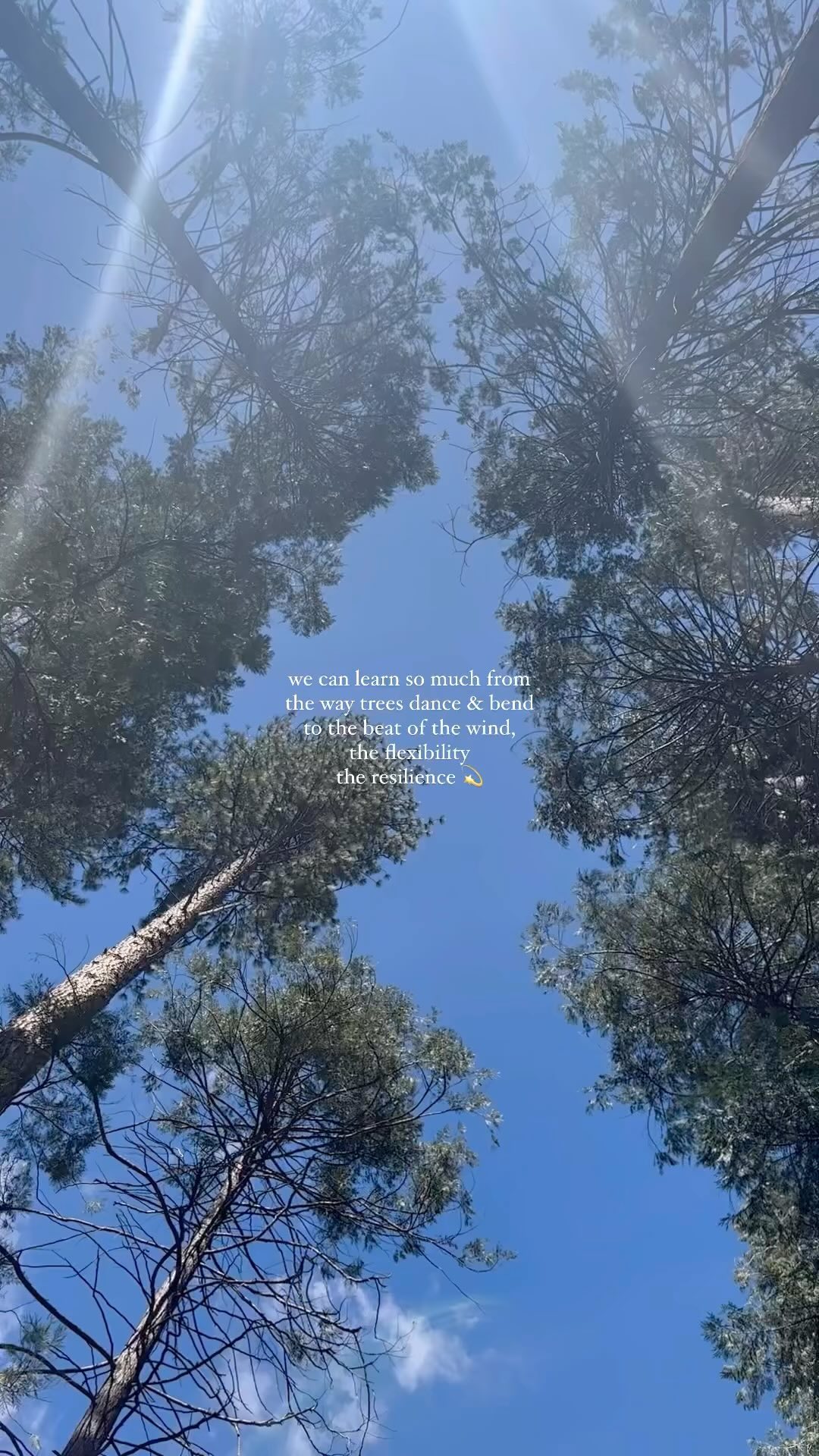 one of our most ancient allies. always there for us to root & ground us back into the reality of our humanness. our aliveness.
just a few moments of communing with trees and you’re suddenly now in the present moment. you’re out of your head and in your body. the most blessed gift especially in our modern world that relies on our disconnection from ourselves and from nature.
the roots of the trees represent stability, strength, & resilience
the leaves & branches represent flexibility & openness to what’s meant to be
and the wind represents life’s unpredictable challenges & obstacles
all together this creates a beautiful dance that we can learn so much from ✨
i always tell my loved ones & clients whether they are moving through their cycle, pregnant, or postpartum.. to allow nature to hold you and serve you. there’s so much we can learn about ourselves and about the world we live in, if we just cut off the distractions & listen ꩜
feeling overwhelmed, exhausted, anxious, nervous, scared? disconnect from your devices & go admire your nearest tree and see how it can soothe you back into balance <3
#tree #nature #womenempowerment #womensupportingwomen #ancientwisdom #cyclicalliving #periodproblems #anxiety #anxietyrelief #mentalhealth #grounding