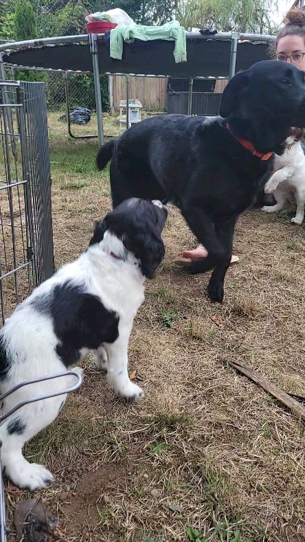 #friends #puppy #dog #new