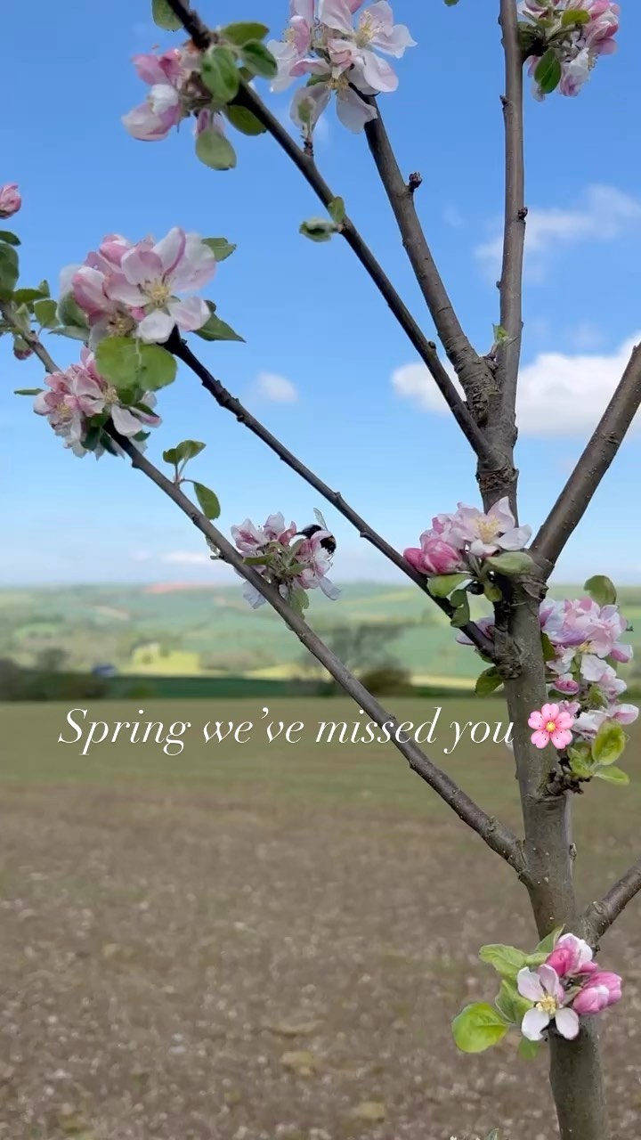 Spring sunshine, blossom and insects out in full force at the cabins this afternoon🌸 🐝
Come and stay in our private luxury cabins for an escape into wildlife 🌿
#escapetotheland #devon #summer #spring #cabins #hottubs #wildlife #beachlife