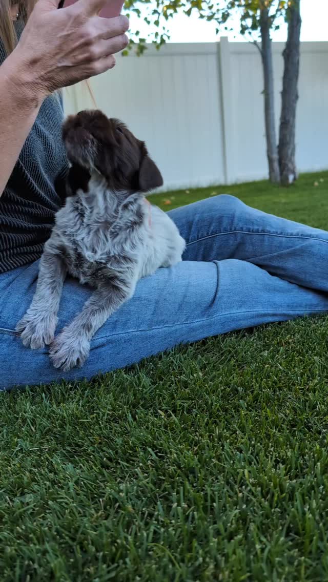 #wpgoftheday #puppiesofinstagram #akc #wpg #navhda #wirehairedpointinggriffon #griffon