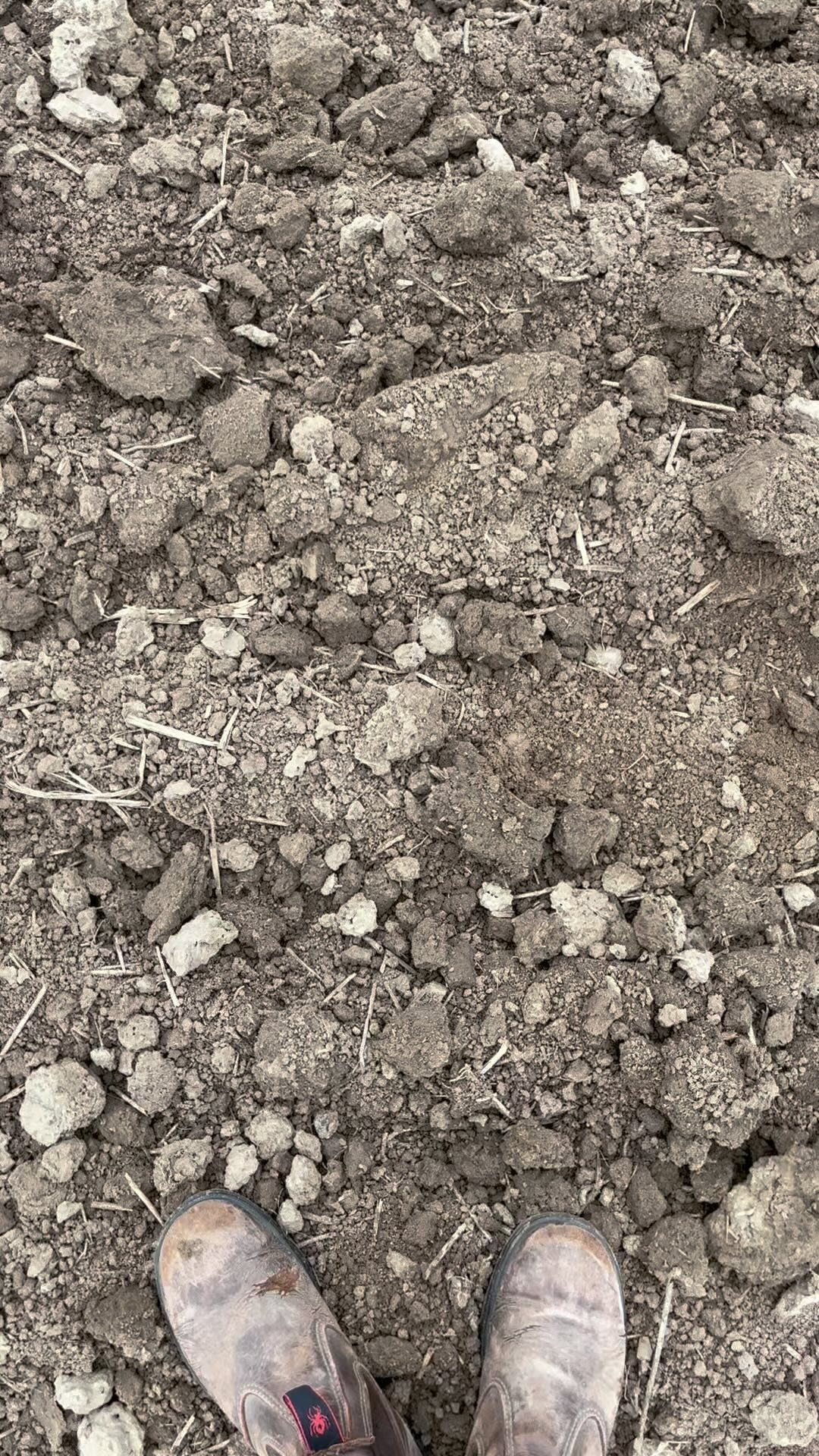 All day long… Kartoffeln pflanzen!