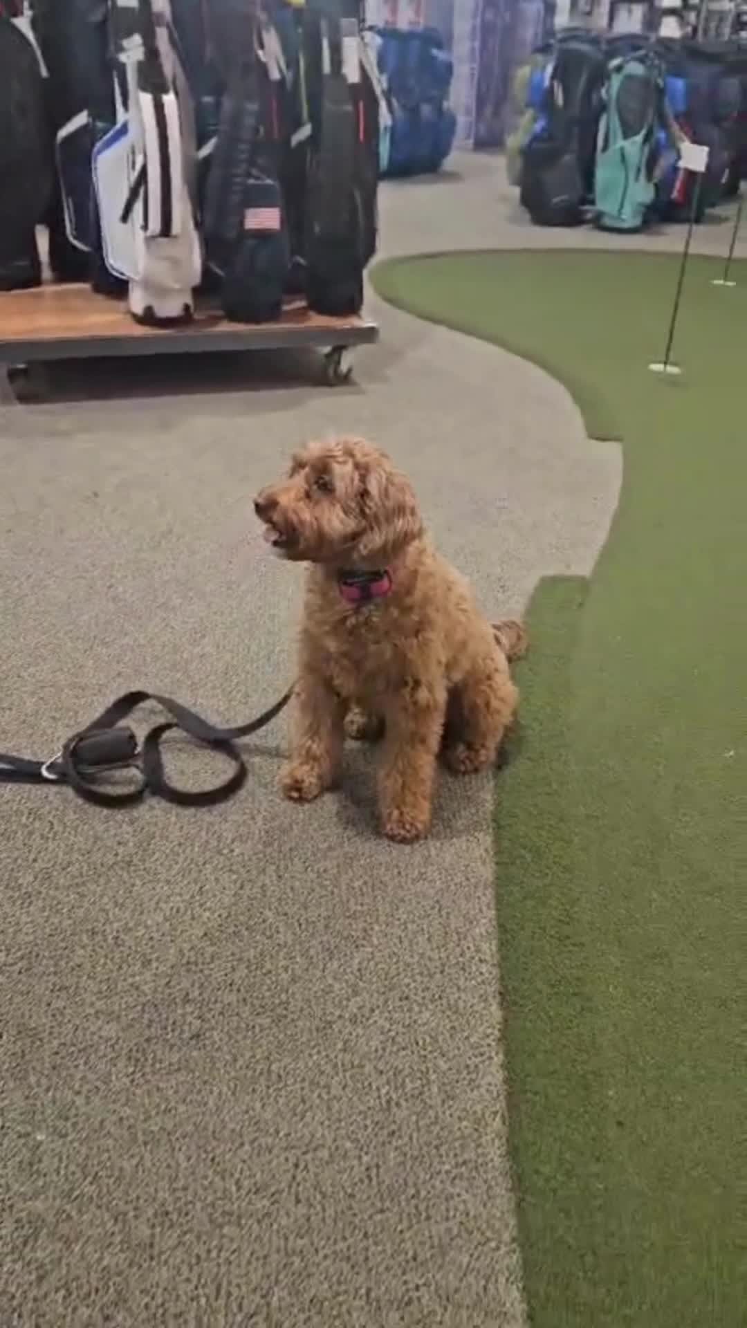 Training doesn’t stop because of the weather! ❄️ Penny and Dot are both working on their down stays at Dick's Sporting Goods. It's a great way to continue their training while staying warm indoors.
Whether you’re focusing on obedience, building confidence, or socializing in new environments, we offer indoor sessions to keep your dog progressing all winter long.