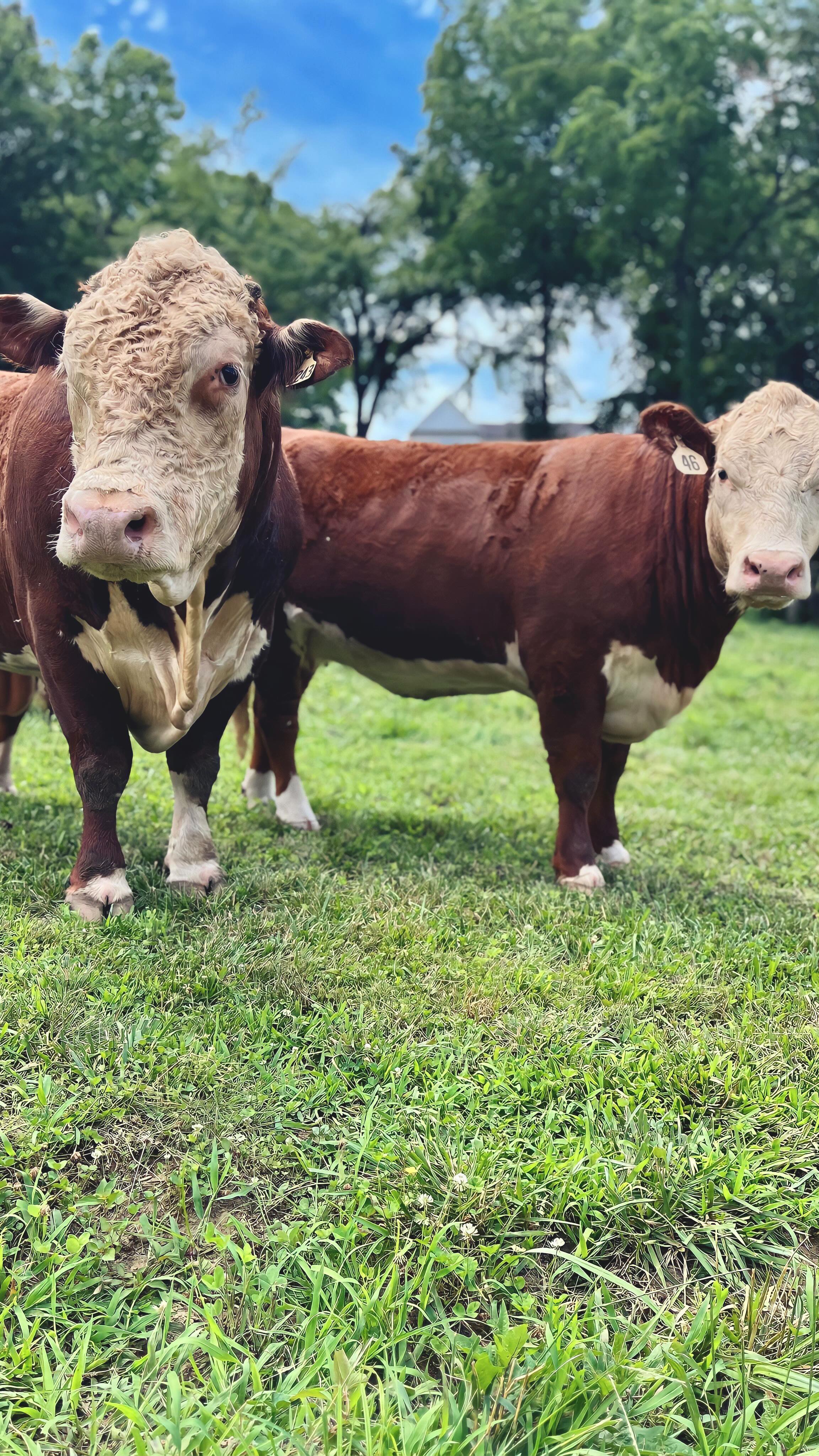 Today was farm day and the day we halter our calf. I gave Emma my phone and this is how it turned out!
#cuteanimals #farm #farmlife #ranch #hereford #calf #calves #cows #bulls #family #familylife #christianfarm #christianfamily #tennessee #local #tennesseelife #nashvillelife #womenfarmers #cowgirls #cowboys