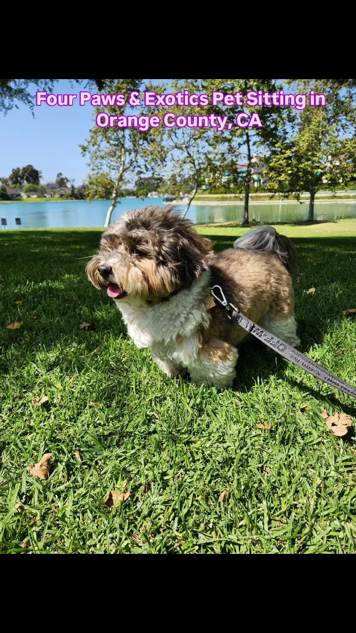 Meet Scout again! His mom asked us to take him on another "Puppy Adventure" and booked our Half-Day Visit. We took him to North Lake Park in Irvine, where he walked around the lake. Afterward, we took Scout home, fed him his dinner, and got in some more play time. Thank you @hauteeverything_
Check out our website for more details on our in-home pet sitting and private dog walking services by visiting www.fourpawsandexotics.com. Contact us at (949) 510-3877 or info@fourpawsandexotics.com. #petsitting #dogwalking #orangecounty