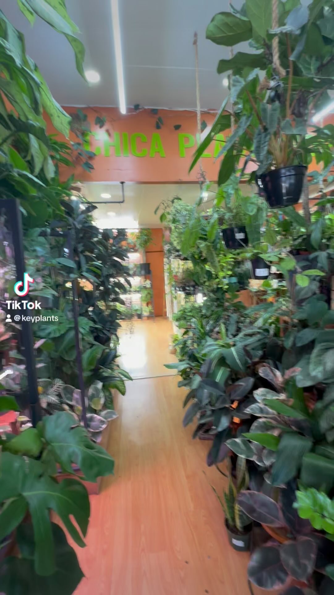 #plantslover #plantsmakepeoplehappy