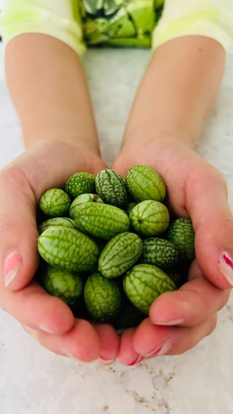Found these beauties in my garden today.
Teeny tiny watermelons?🍉
Nope! Mini cucumbers 🥒 in disguise.
If you don’t know the Cucamelon aka Mouse Melon aka Mexican mini watermelon….let me introduce you!
They’re sweet and delicious…and a great way to cool down any accumulated Pitta in the body. They taste like a cucumber and lime had a baby. Not the best for Pitta issues when paired with heating tomatoes but…I just couldn’t help myself. Cooling and digestive basil 🌿 helps.
I didn’t get a chance to eat any because the kids absconded with the plate before I could get a bite…
#foodasmedicine #pittaseason #pittaproblems #eatwellbewell #ancientwisdom #ayurveda #ayurvedicfood