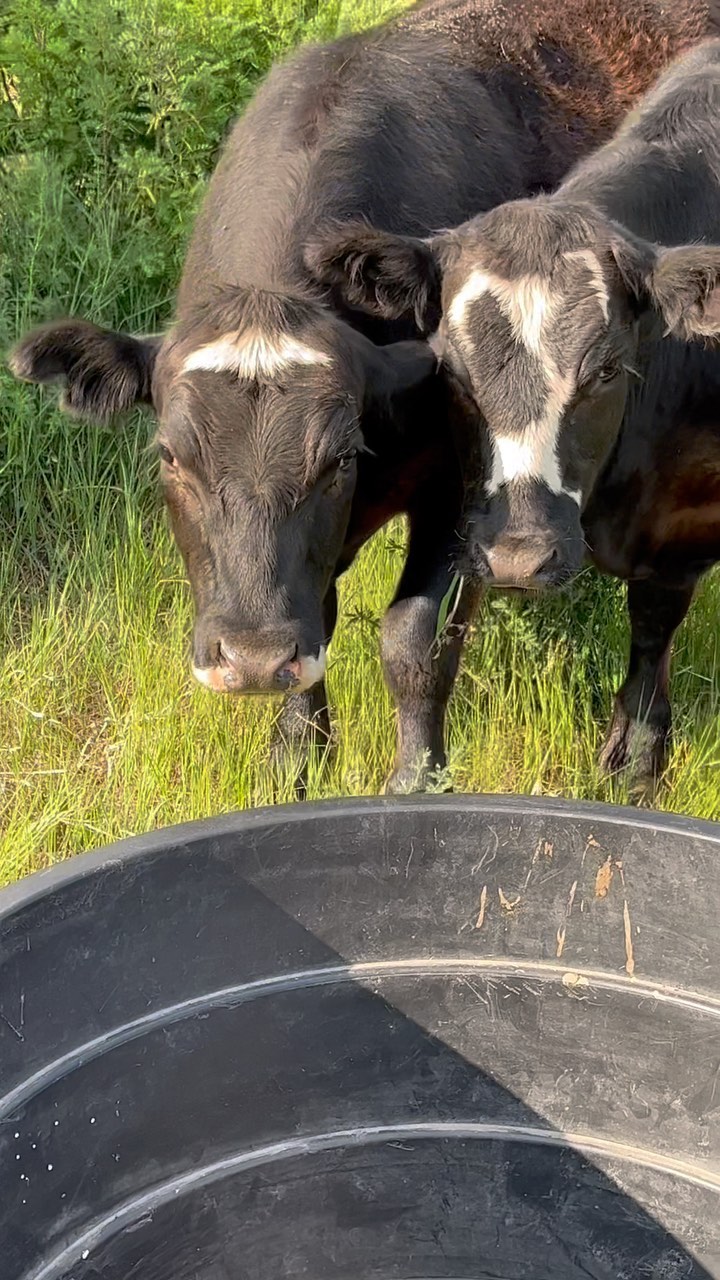Moving steers, Farm Two53 style. A lot of, “Get goin’, boys!” by Jag and a lot of gopher digging by Quill. All in a day’s work. 🐮🚴🤠
#saveahorserideanEbike #steers #cows #grassfed #grassfedbeef #voltbike #ebike #ebikestyle #cattle #farm #farmlife #farmer #farmers #country #countrylife #countryliving #dog #doberman #dobermanpinscher #dobermansofinstagram #fillmytroughwoman