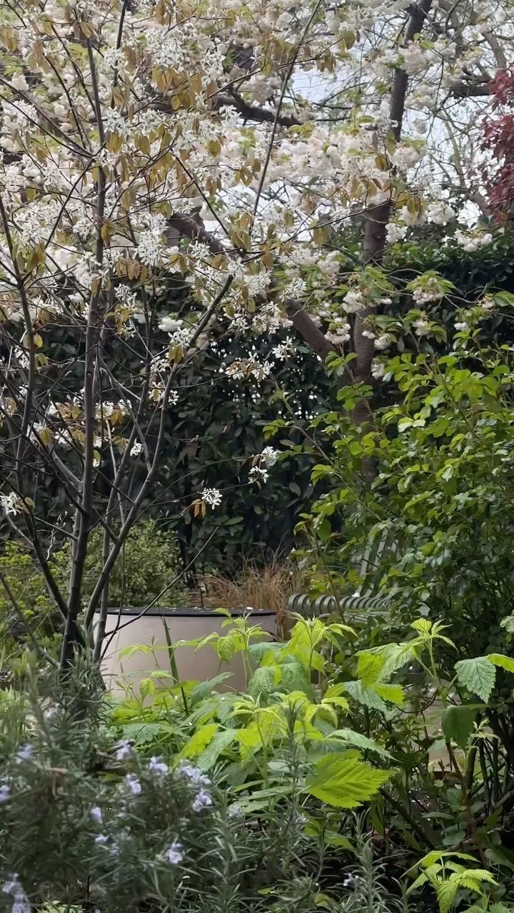 🍃 sometimes all you need in a garden is a little space for quiet contemplation #gardendesign #greenspaces