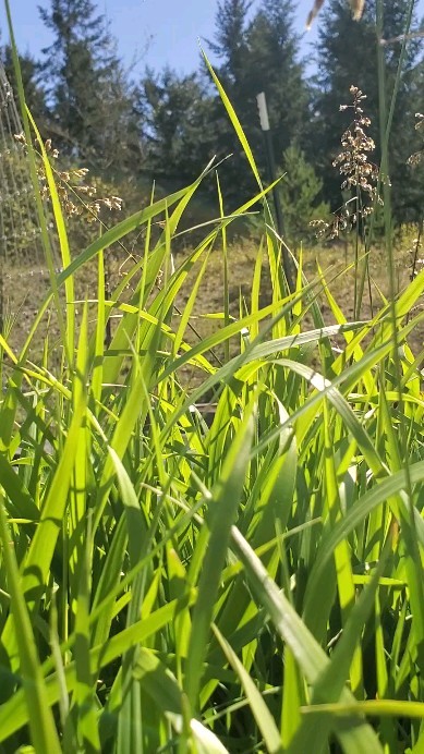 โจ๏ธSweetgrass Love โจ๏ธ
The story of handcrafting the Mama Fish Sweetgrass Botanical & Gem Infused Space Clearing Spray that's handcrafted directly from homegrown Sacred Sweetgrass.
Tending to Sweetgrass has been so powerful for me. I was guided years ago to deepen my relationship to Sweetgrass who led me to capture it's sweet Spirit to bless you and your spaces. It's been such a gift to make and you can't find this anywhere else.
The Sweetgrass Sacred Space Spray is a high vibrational botanical and gem infused spray hand-crafted with intention from wild sweetgrass into lunar infused new and full moon Sacred water that has been blessed by a full lunar year (13 months). This sweet scented blend holds the loving Spirit and Essence of the Sweetgrass directly from the beloved plant.
The Mama Fish Sacred Sprays are lovingly hand-crafted to support your devotional practice and sacred space to cleanse unwanted energy, invoke protection, bless and invite in good energy.
Here is a little look into its story on our homestead. I'm excited to share that the Sweetgrass Space Clearing Spray is available for purchase in my online shop as well as at @atouchofmeraki.
If you are ready to restock your supply or get yourself some of my best selling Sweetgrass Sacred Space Clearing Spray, comment "Sweetgrass" and I'll send you the details to order your bottle.