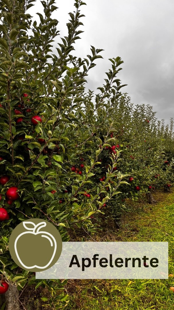 Unsere Apfelernte ist für dieses Jahr beendet 🍎🍏
Hier ein kleiner Rückblick von einem unserer vielen Erntetage.
#EdelbrennereiAichele #Erntezeit #Apfelernte #Apfelerntezeit #Apfelernte2024 #Apfel #Äpfel #Ostfildern #Traktor #Schaffa