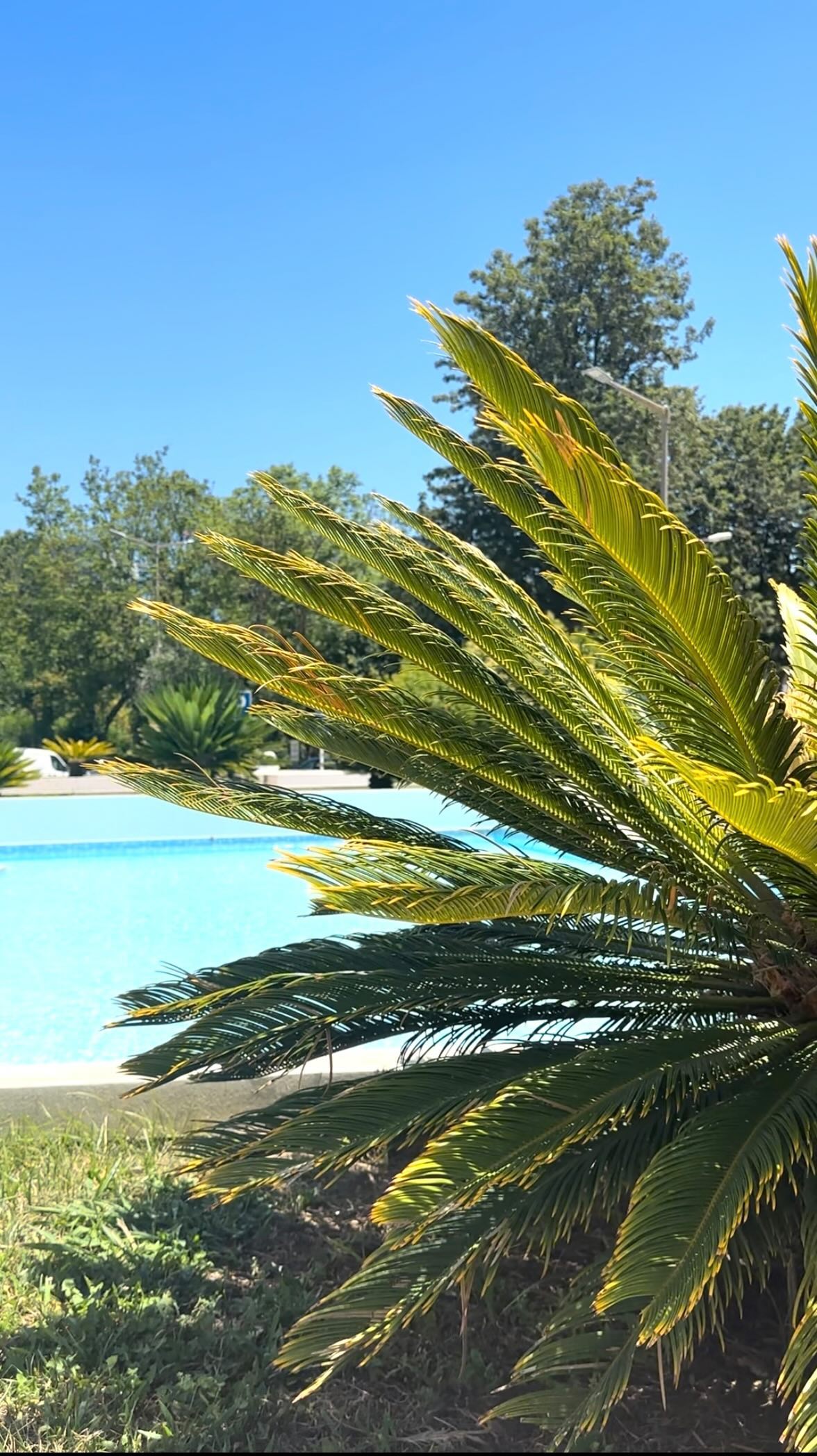 🫁 Physical Symptoms:
• Chronic Fatigue and Exhaustion
• Sleep Difficulties (waking up early, can’t falling asleep, or waking up several times during the night) + Non-restorative sleep -> feeling unrefreshed after sleep, like needing to sleep more or nap during the day
• Muscle tension-> especially in the neck, shoulders, and back
• Headaches and Migraines
• Gastrointestinal issues (also nausea, stomach aches and digestion difficulties)
• Dizziness and/ or Lightheadedness
• Sweating a lot; consistent feelings of cold hands and feet
•…
🧠 Psychological Symptoms
• Anxiety & Panic
• Worry, and overly fearful
• Panic Attacks
• Sadness and/or low mood
• Mood Swings
• Loss of interest or pleasure in activities once enjoyed
• Focusing Difficulties, especially for longer tasks
• Forgetfulness
• Overwhelmed by simple tasks
• Irritability
• Anger Outbursts
• Difficulty managing stress
•..
👥 Behavioral Symptoms
• Avoidance and Withdrawal
—> including avoidant attachment style!
• Canceling social activities, family gatherings, work events
• Weight gain or loss (including Appetite changes)
• Hypervigilance - walking on eggshells all the time (except when being alone! - That’s why someone often can just recharge a bit when being alone for a while)
• ..
And the list could go on quite a bit more..
(including more physical visible symptoms, such as skin irritations, acne, hair loss, and more.. —> will update more in coming videos)
Finding yourself in the Symptoms?
💌 Check out my page for more about it, and how to release your suppressed emotions, so your Nervous System can Regulate itself again - freeing yourself from anxiety, stress, fatigue and and and.. 💛
#releasesuppressedemotions #releasetrappedemotions #releaseemotions #anxietyrelief #anxietyhealing #socialanxiety #dysregulatednervoussystem #dysregulation #regulateyournervoussystem #heal #healyourself #stressrelief #stress #fatigue #lettingo