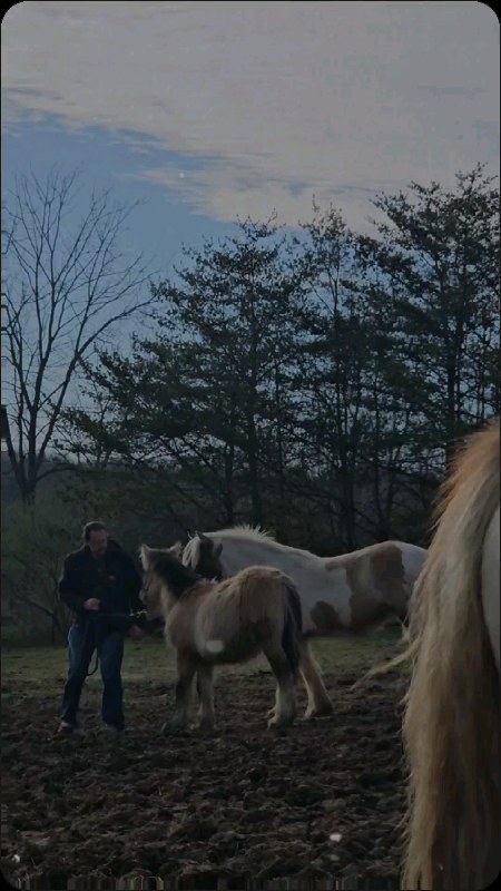 #gypsyvannerhorse #gypsyvanner #horse #gypsycobofinstagram