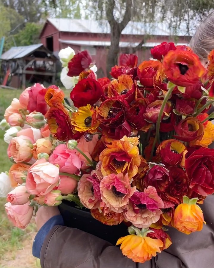 Until next year, ranunculus. āļø