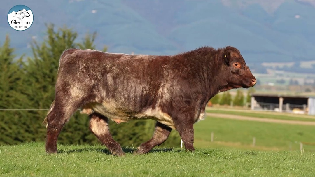 Last week, we had the pleasure of filming bulls for @glendhugenetics at Heriot ahead of their upcoming bull sale.
As we post this, their sale has been and gone and they achieved some stella results. We're super proud of the Glendhu Genetics team and are so grateful for the opportunity to work alongside them to create marketing materials that assisted in some small way to their audience reach and success.
Here's what Fraser & Susie of Glendhu Genetics had to say following their bull sale:
"We would like to thank all our purchasers and under bidders in our bull sale today
We sold 13/14 bulls for an average of $7058 with 3 stud bulls sold
Lot 2 for $11,000 to Raupuha Stud and Mill Valley Shorthorns & Wiltshires
Lot 6 for $18,500 to Longview Shorthorns - Bay of Islands, NZ
(Australian semen rights secured by Spry's Shorthorns and Angus prior to the sale )
Lot 9 for $5,200 to Carriganes Cattle
We are extremely grateful for the continued support especially in this environment with low returns.
We continue to strive to produce genetics that will enhance farmers breeding programmes .
We wish all the other breeders across NZ all the best with their upcoming bull sales."
#livestockvideos #bullsales #bullsalesnz #farmingnz #bullvideos #agriculture #bulls #livestockvideographer #bull #livestock #glendhugenetics #walkingtheline #newzealand #newzealandfarmers #beef