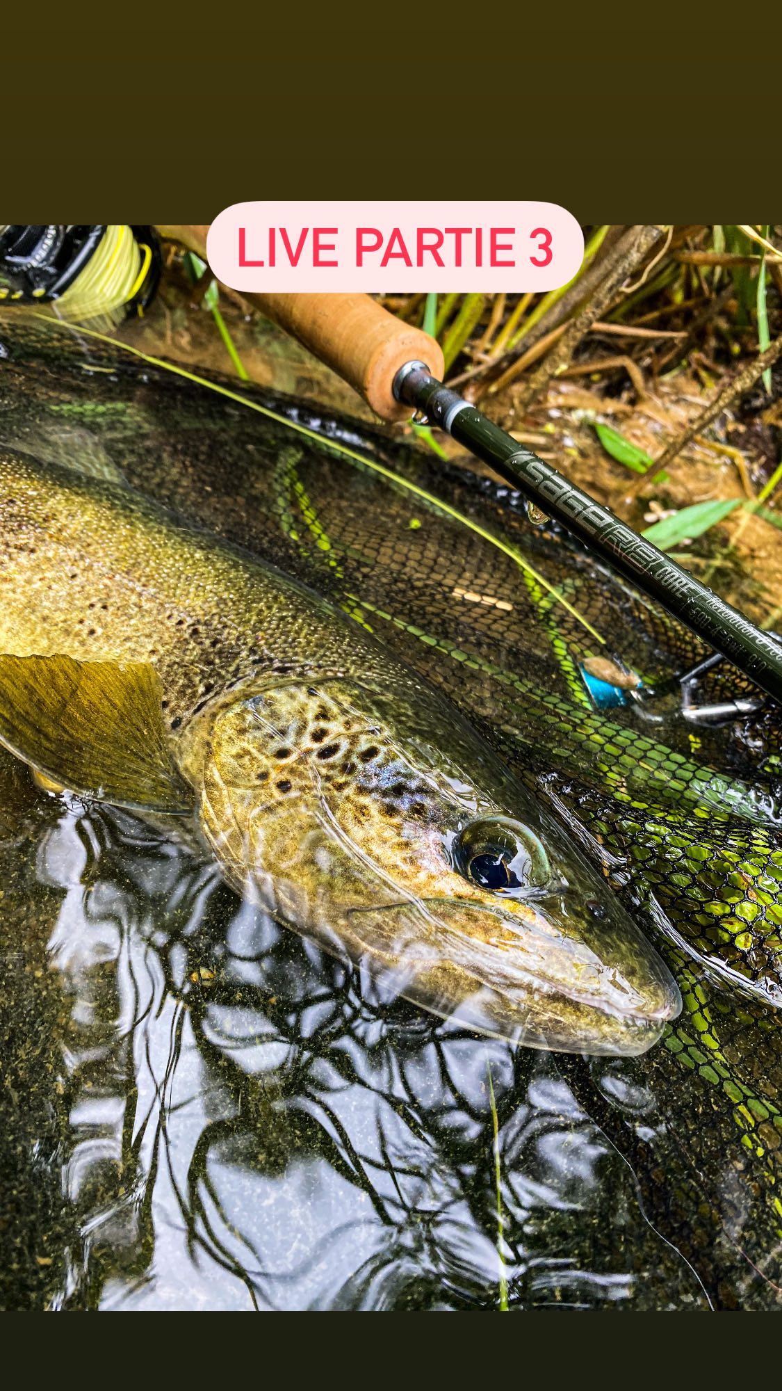 Bonjour à tous voici le live d’hier fait avec Cédric Nolin 😊. Nous avons répondu à vos questions concernant la pêche à la mouche j’ai mis la liste des questions ci dessous 😊. J’aurais aimé avoir toutes ces informations quand j’ai débuté 😁. Encore merci à Cédric d’avoir pris son temps pour partager son savoir et merci d’avoir été aussi nombreux et pour tous vos retours 😊
La liste des questions :
1 – Bonne ou mauvaise chose d’apprendre la pêche en sèche à l’étranger plutôt qu’en France
2- Quel est le meilleur raccord soie bas de ligne, et combien de temps on peut garder une soie.
2* Quelle est la construction de ton BDL pour tes différent types de pêche (nav, sèche..)
3- J’ai raté un poisson au ferrage et ça fait maintenant 5 jours que je retourne sur le spot je n’ai pas revu le poisson, est ce possible qu’il ait juste changé de zone où il nymphe ? (truite de souche atlantique)
4- Bonjour Tanguy, j’ai vu Cedric il y a quelques années chez Sanso sur la Loue sur la rive face à la ferme remontant la rivière dans l’eau sans trop de discretion enchainant les prises de truite en nymphe à vue. Pour connaitre le parcours et les truites éduquées de chez Sanso j’aimerais comprendre son approche et sa technique.
4* Comment aborde-t-il un poste ? du bord ? Depuis l’eau ?
5- Quelle pêche et quels postes privélégier en fonction du temps ? Je cite nous avons eu du froid et de la niege ces derniers jours et pas mal de pluie dans le Doubs.
6 – comment aborder les rivières profondes (poisson pas visible) avec peu de courant style le Doubs et quelles sont les différentes techniques à la mouche que vous employez hormis la nav.
7-Bonjours vous parlez souvent des grandes rivières favorables à la nymphe à vue, mais est il possible d’aborder le sujet des plus petits milieux comme les torrents alpins ? Vos choix de nymphes par exemple.
8- Les différents posés pour la nymphe à vue ?
9- Le Choix de la couleur de la nymphe en fonction des conditions. Est-ce que la présentation est plus importante que la couleur ?
10- le poids des nymphes
11 Comment adapter le poids de sa mouche en fonction du débits de la rivière ?
13 rivières etat