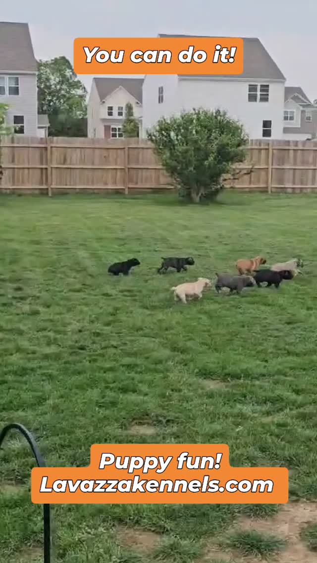 #canecorso #canecorsoofinstagram #canecorsofans #canecorsolife #canecorsolover #canecorsopuppy #canecorsoloversofinstagram #canecorsoitaliano #canecorsokennel #availablepuppies #canecorsopuppies #dogsofinstagram #rehoming #doglife #akcgrandchampion #dogoftheday #doggo #doggram #doggyeyes #cuteanimals #cutedogs #dogloversofinstagram #dogkennel #dogbreeder #akcshowdog #akcchampion #AKCshow #AKC