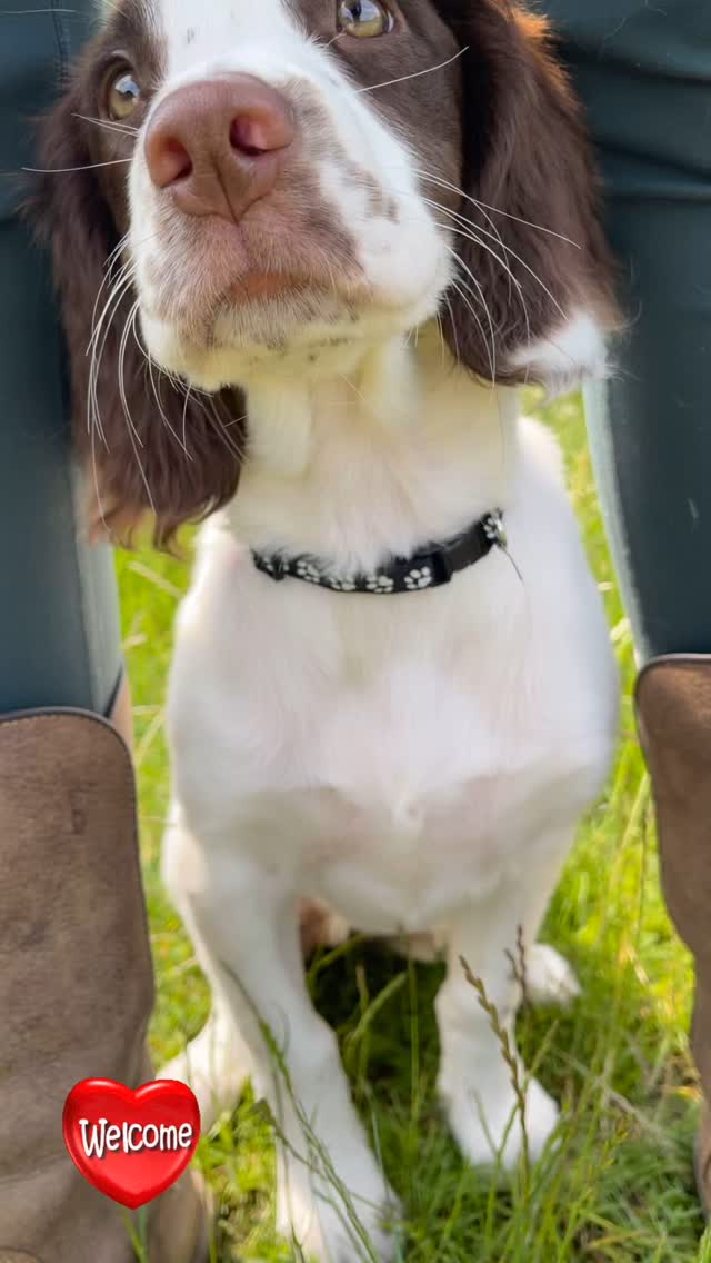 Welcome to the stunning Ruby. This sweet girl was very shy to start with. But we introduced her to a few older, calm dogs. And she grew in confidence. These early weeks with pups are so important for them to have positive, appropriate interactions with other dogs. She’s not ready to be out with the whole pack yet. But with these role models I am sure it won’t be long. As you can see, she had a lovely time on her trial day. #firstdayofschool #springerspaniel #springerspanielpuppy