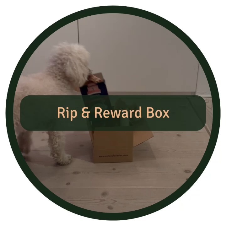Giving your dog a "Rip & Reward Box" can significantly enhance their daily routine by:
🧠 providing mental stimulation
🐾 satisfying natural instincts to dig and tear
😁 promoting dental health through the act of ripping
💪 encouraging physical exercise to burn off excess energy
❤️ strengthening the bond between you and your pet through interactive play
Some things to think about👇
1. Choose boxes made from non-toxic, dog-safe materials.
2. Always supervise your dog during play to prevent any accidents.
3. Avoid boxes with small parts that could be swallowed.
4. Ensure treats inside are suitable for your dog’s diet to avoid overfeeding or allergies.
5. Watch for signs of overexcitement or frustration and be ready to help your dog out.
6. Ensure the box's materials are not too hard to avoid dental damage.
7. The box and its components should be the right size for your dog to safely interact with.
#RipAndRewardBox #MentalStimulationForDogs #DogPuzzleToys #EcoFriendlyPets