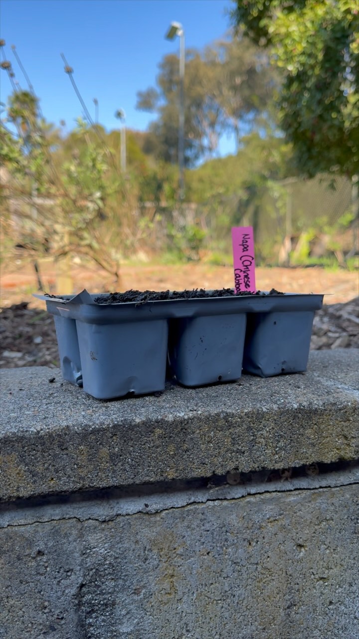 Check out our recap of last week’s first event in TerraMesa’s Reconnecting to Our Roots Workshop series in collaboration with APD and BSU! 🌱
#reconnectingwithourroots #garden #mesacollege #newera