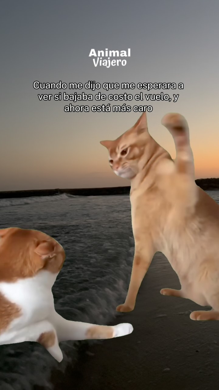 Momento de funar a quien te hizo gastar de más 🙄 😒
#animalviajero #viajes #memesviajeros #agenciadeviajes #funny #viajerosporelmundo #travelblogger
