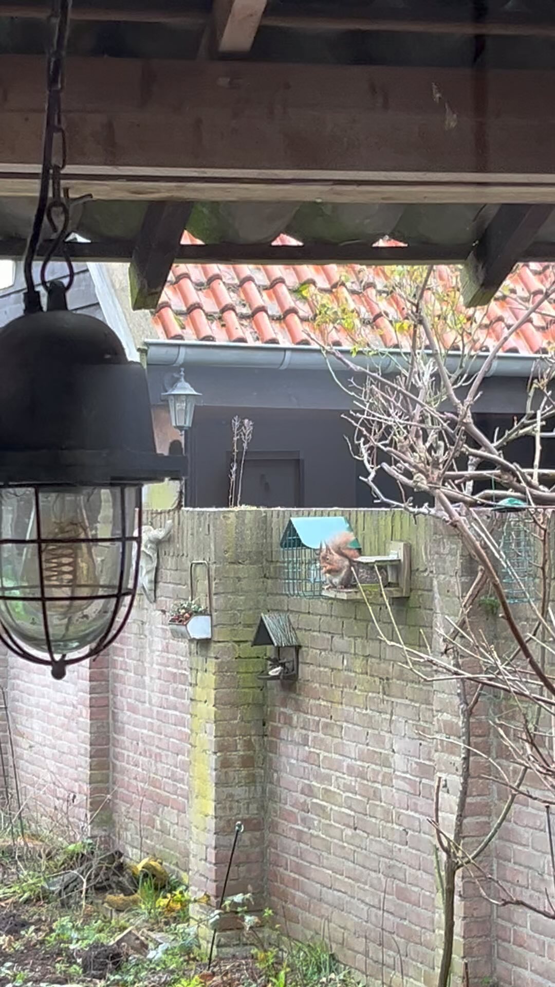Zo genieten 😘 Het eekhoorntje heeft onze voederplek in de tuin ontdekt. Mooi hoe hij/zij voor mij poseerde.