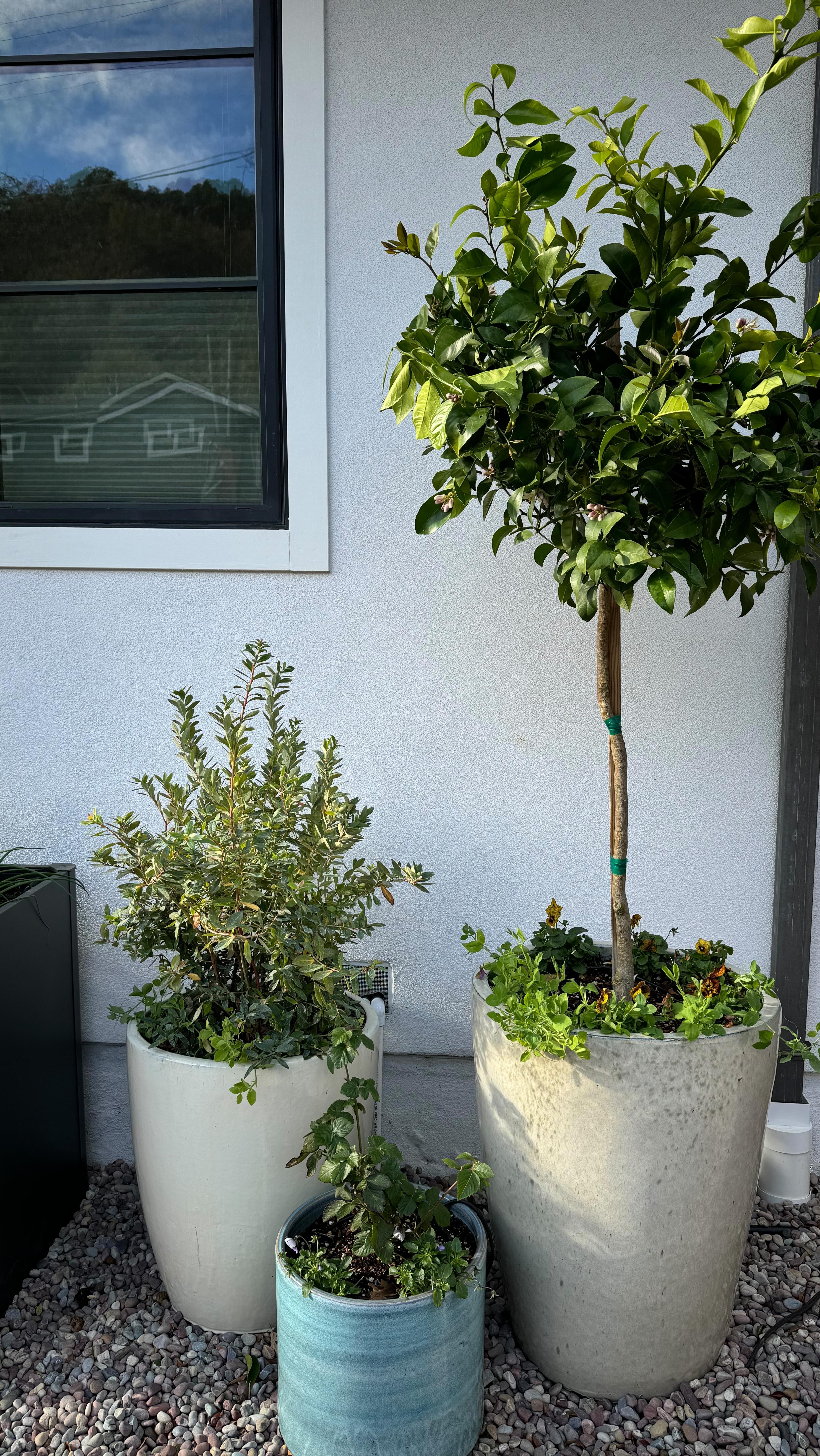 From Turf To Tomatoes is our newest Yard To Table garden installation in San Anselmo, California.
We transformed this a square patch of turf to an enclosed edible garden and fire pit area in this San Anselmo front yard.
Making the most of the space, we provided a sunny hang-out area plus a productive & beautiful garden.
@vego_garden raised beds with vegetables, herbs, and flowers flank the sides of the yard. Plus, potted fruit trees, blueberries, and dwarf raspberries add color and interest.
A @terraoutdoorliving fire pit creates a cozy area to hang-out on cool evenings.
We love this garden!